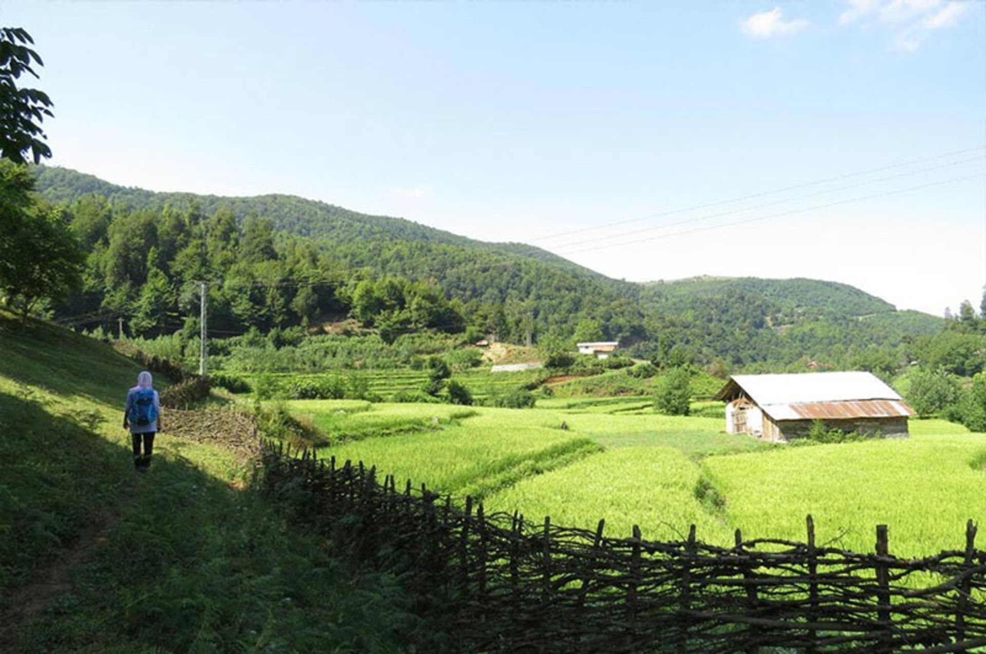 جنگل دیورش