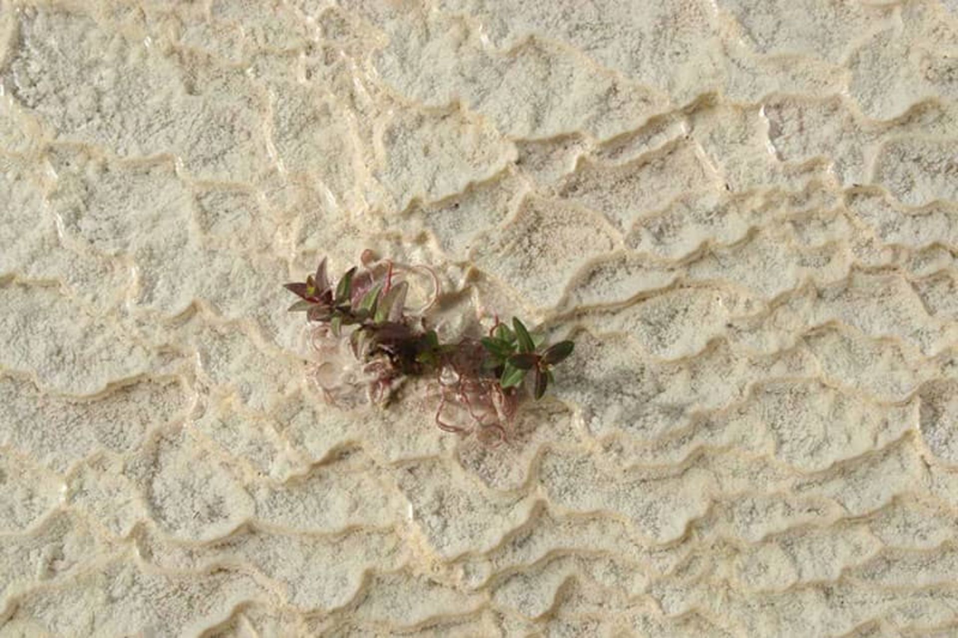 چشمه سنگرود