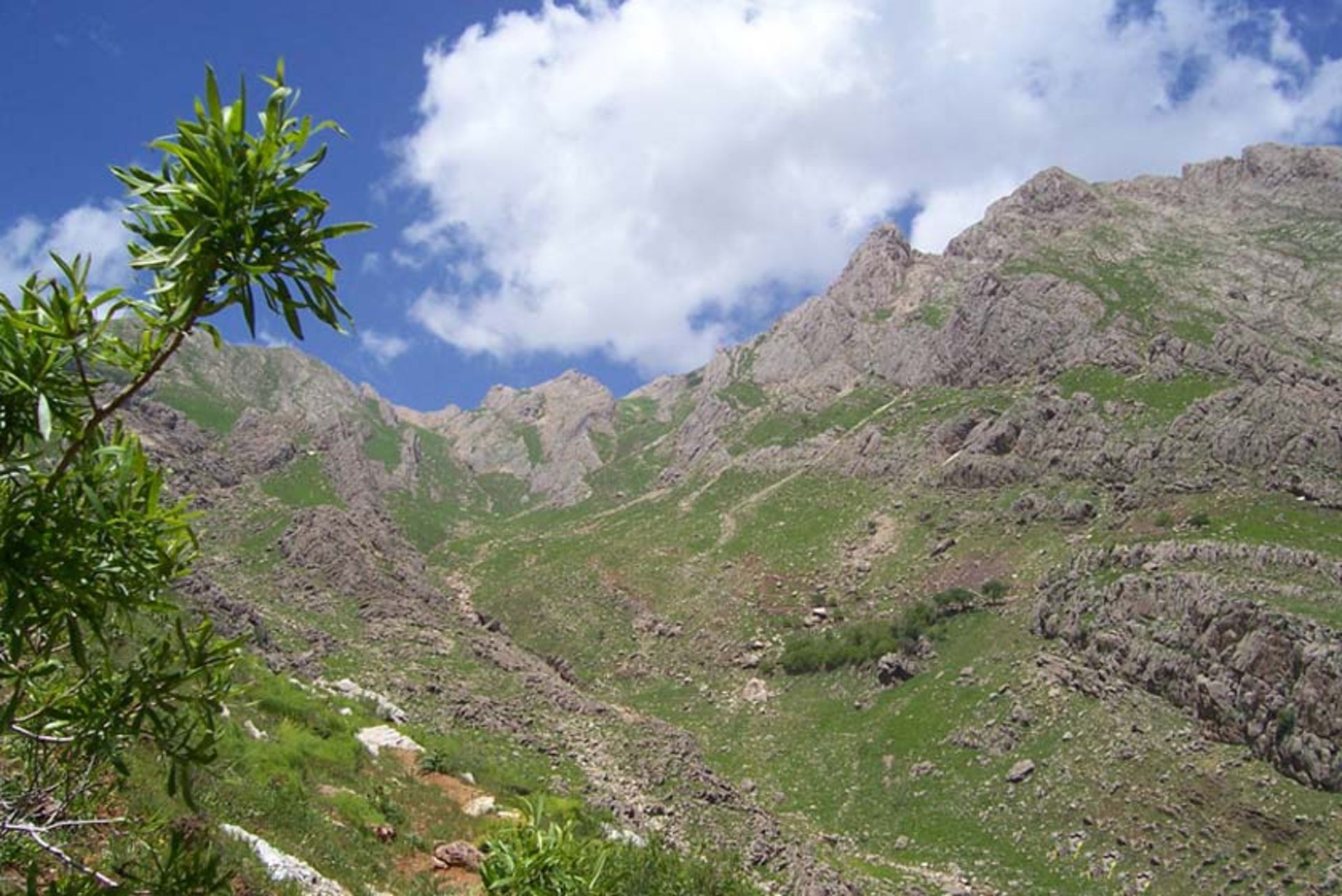 منطقه حفاظت ‌شده کوسالان و شاهو 