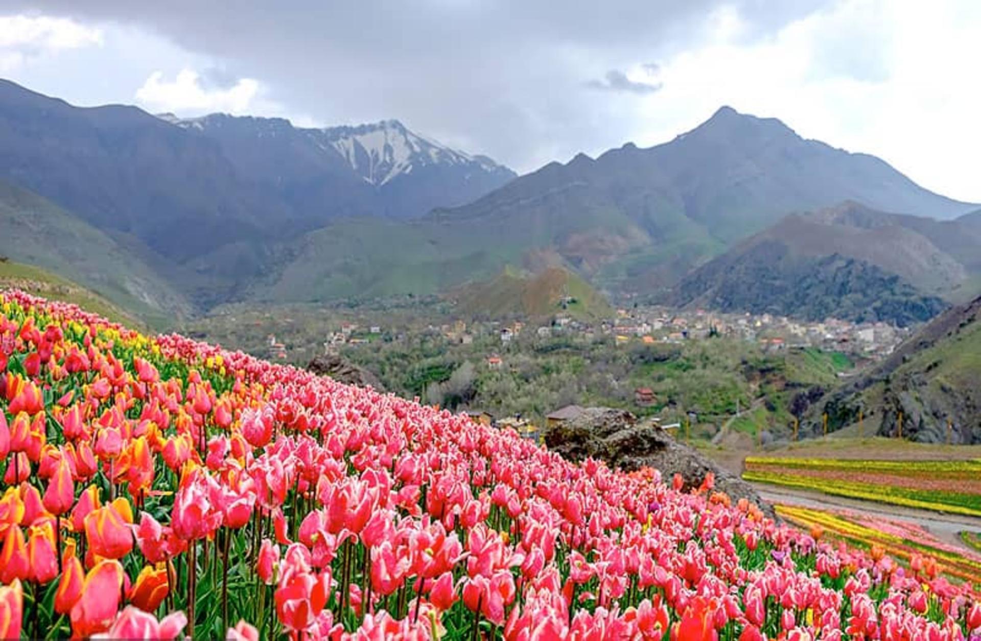 دشت زیبای لاله‌ها در روستای کندر