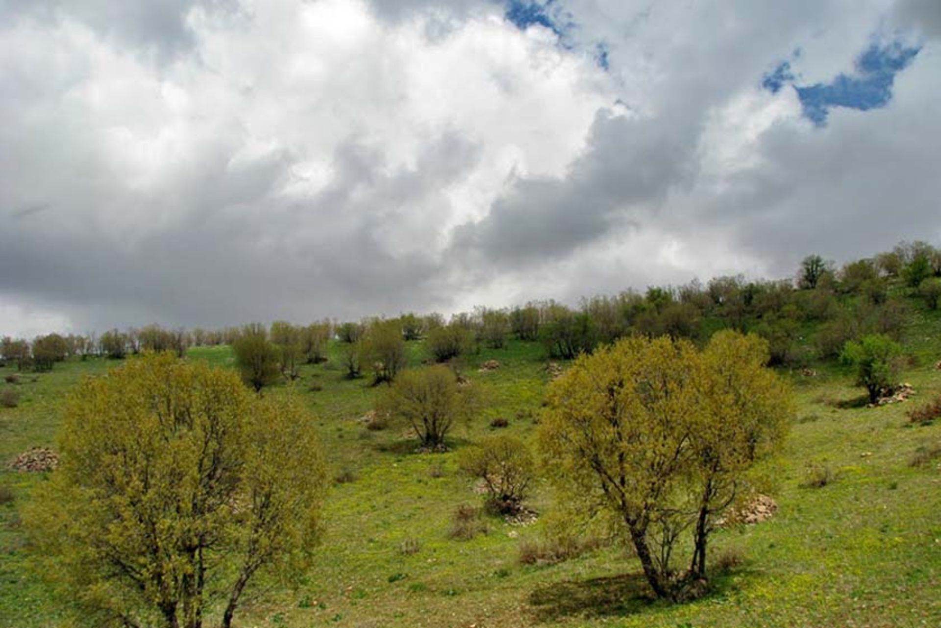 منطقه حفاظت ‌شده کوسالان و شاهو 