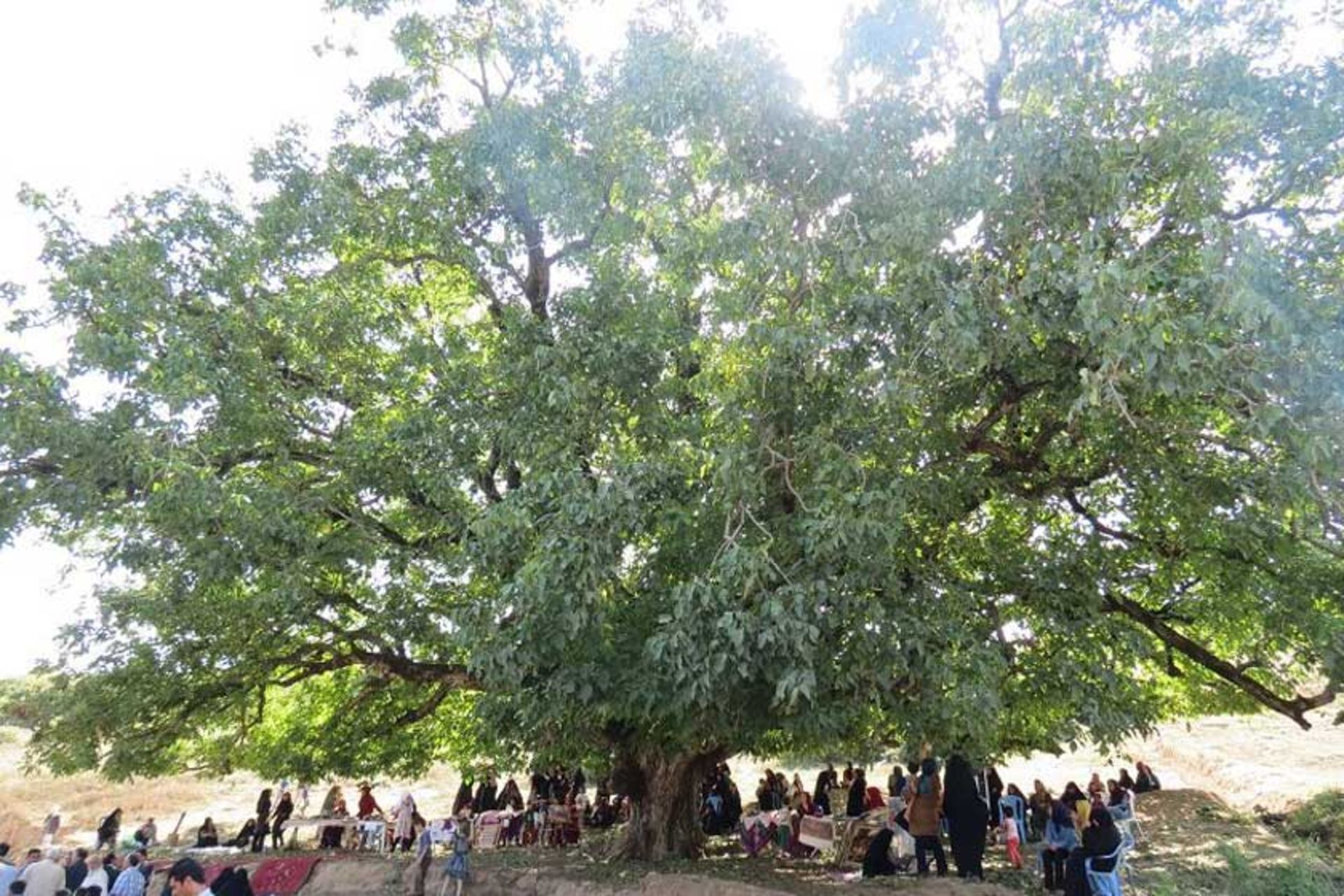 درخت گردوی فارسیان (جوز بخشی)