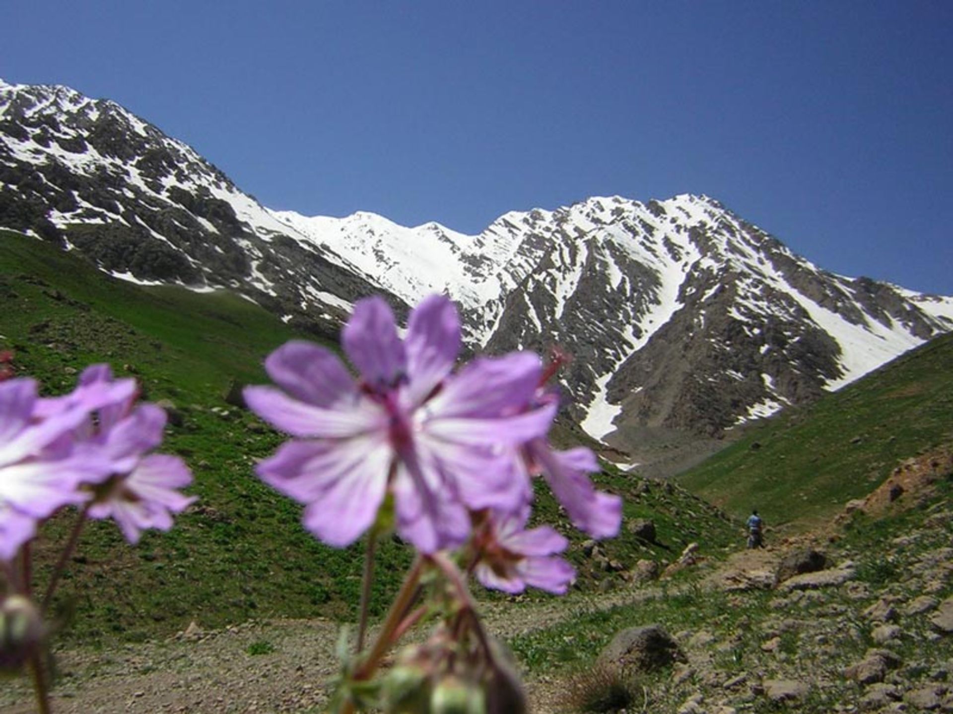 ازنادره