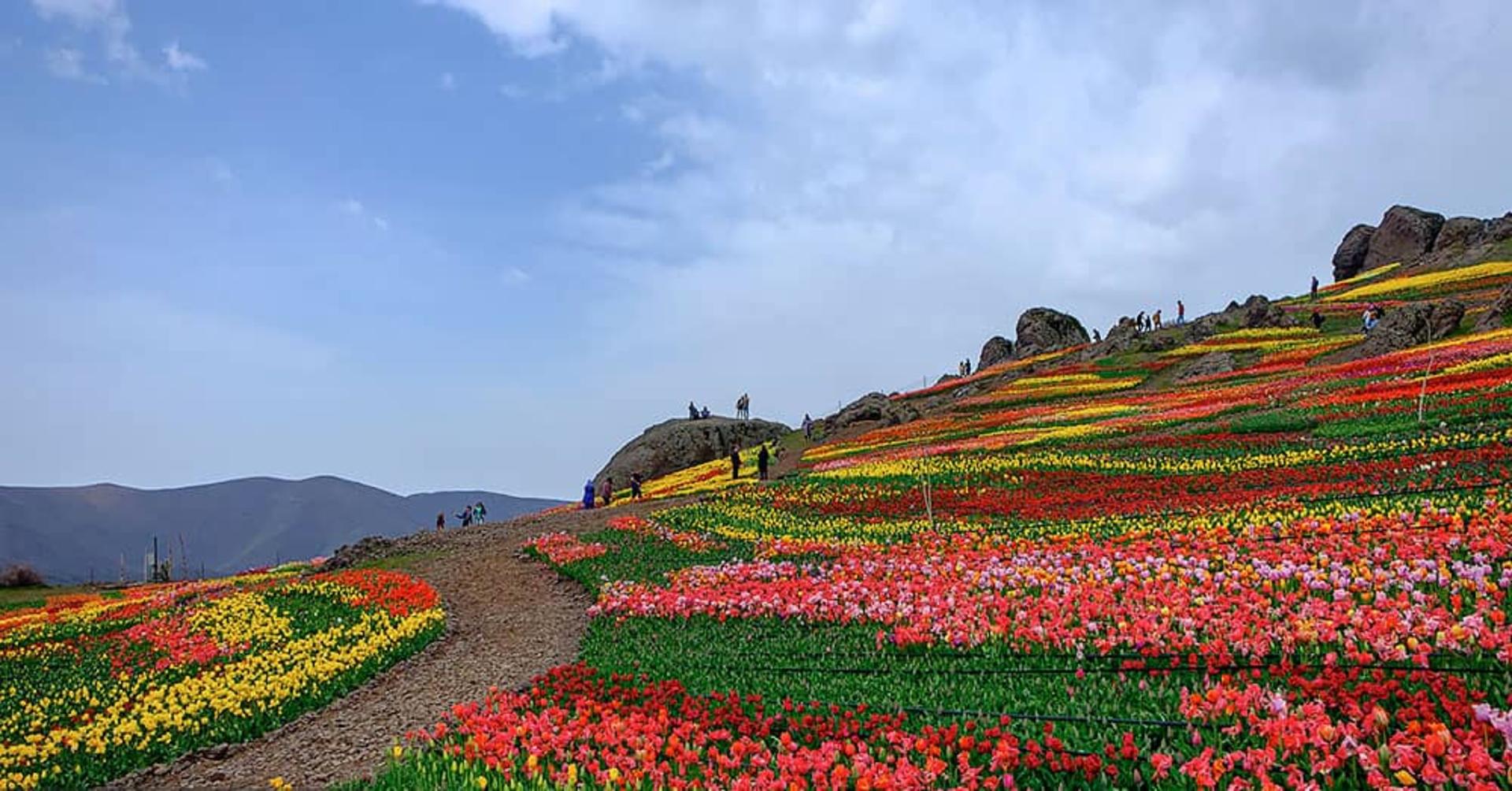دشت رویایی لاله‌ها در روستای کندر