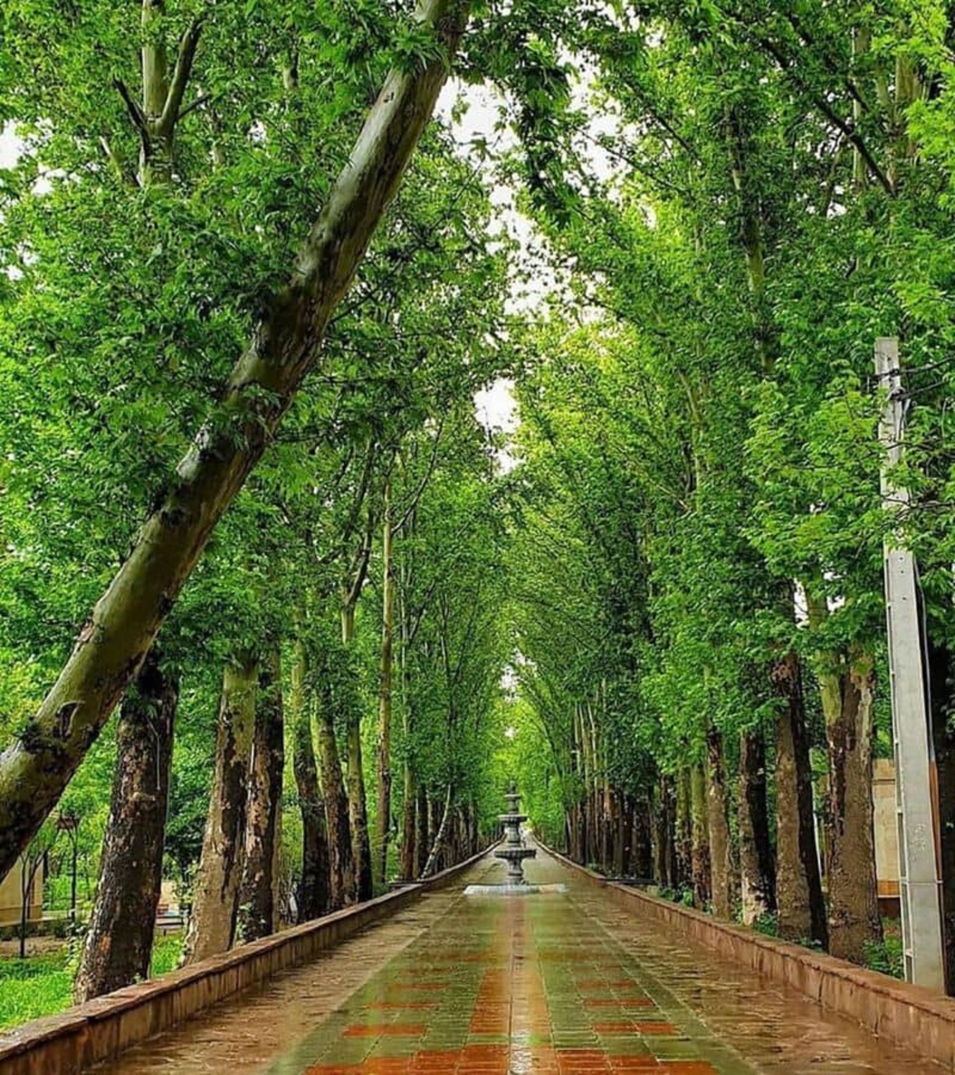 درختان سرسبز در باغ فاتح کرج