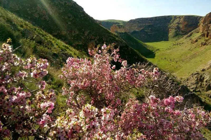 بیجار