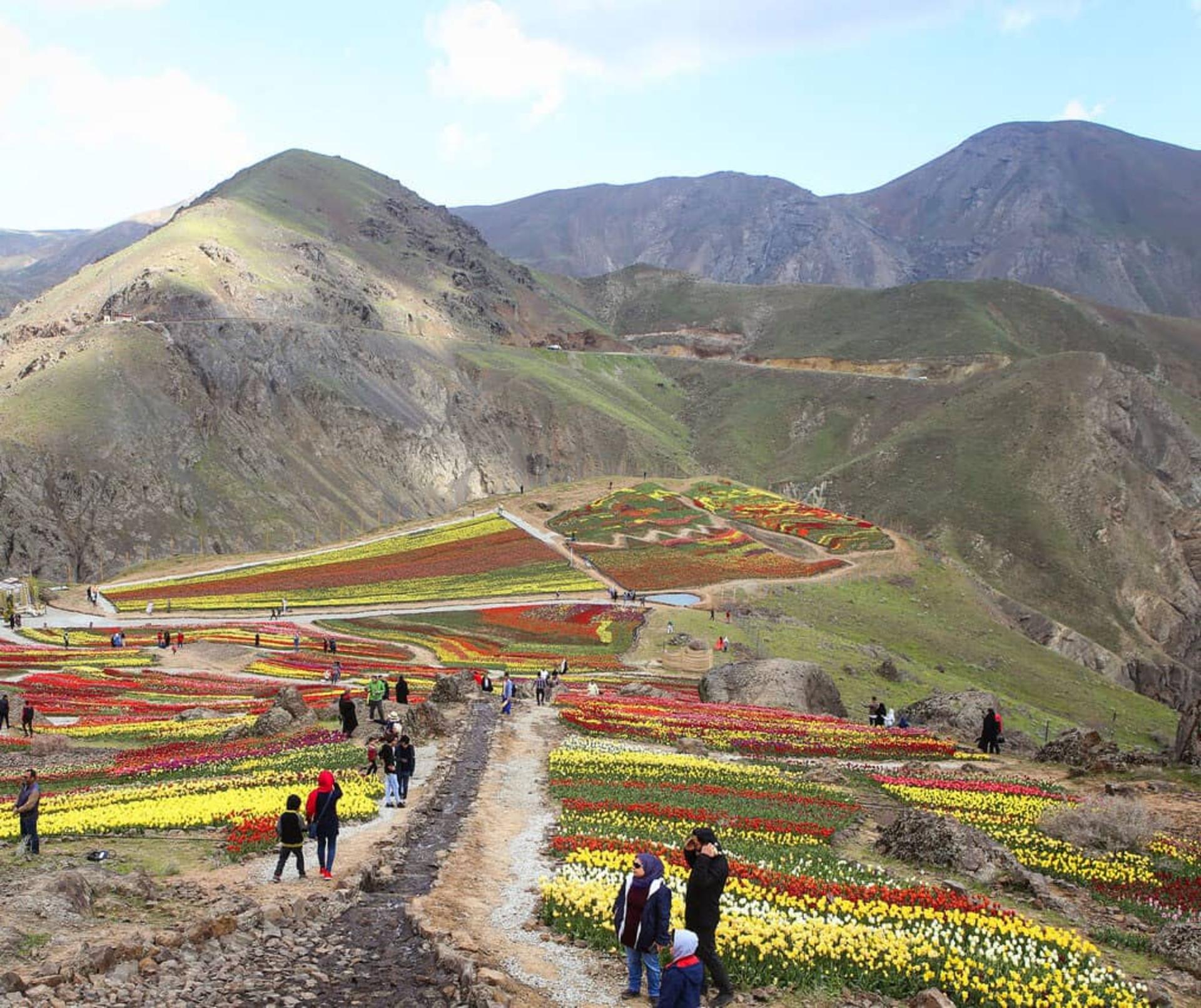 دشت زیبای لاله‌ها در روستای کندر