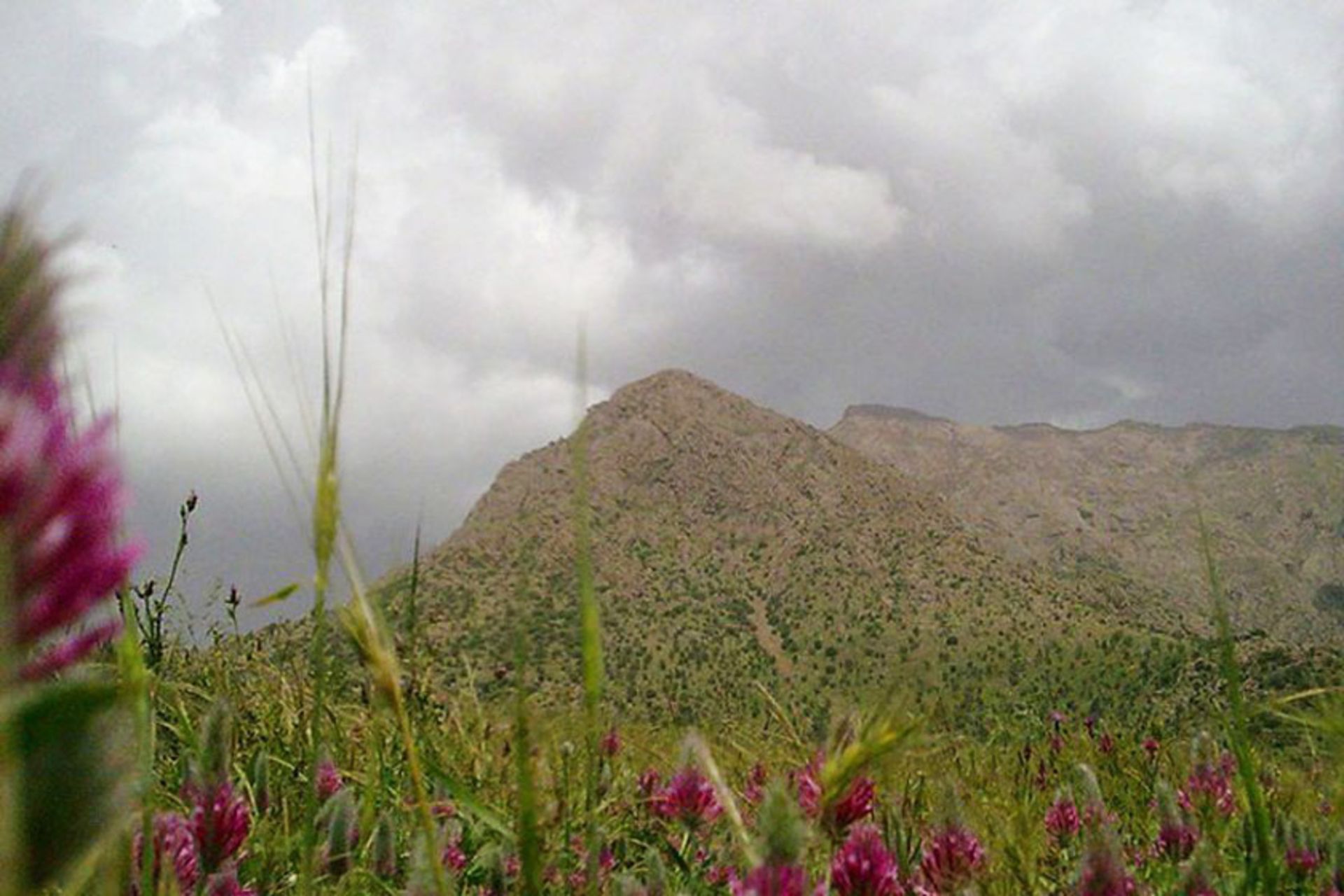 منطقه حفاظت ‌شده کوسالان و شاهو 