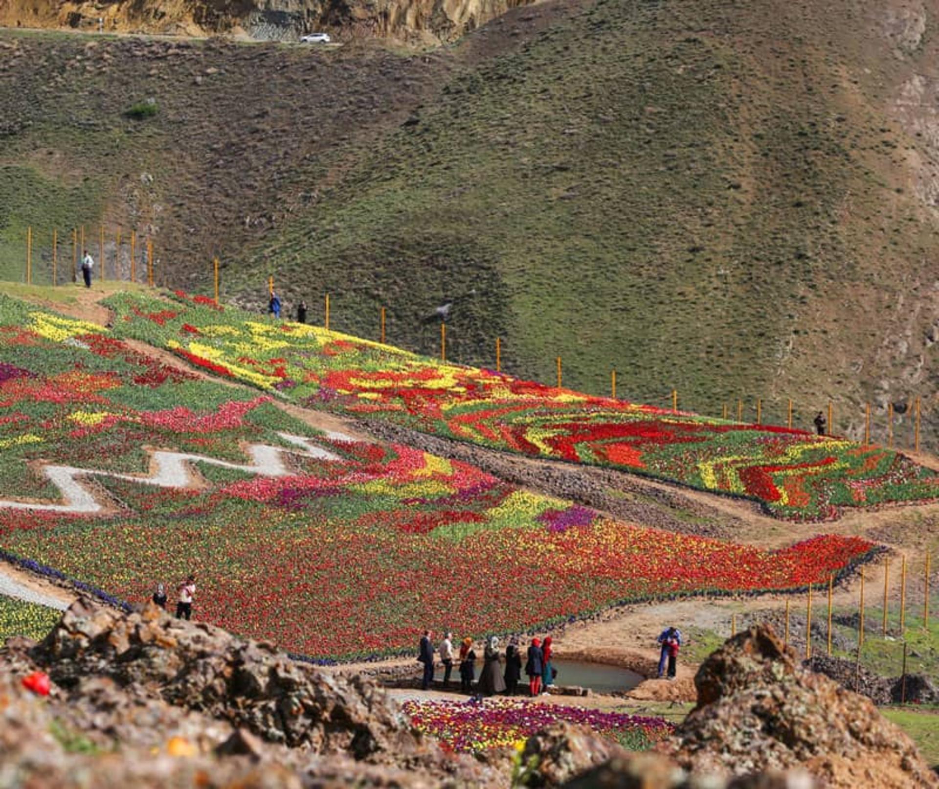 دشت زیبای لاله‌ها در روستای کندر