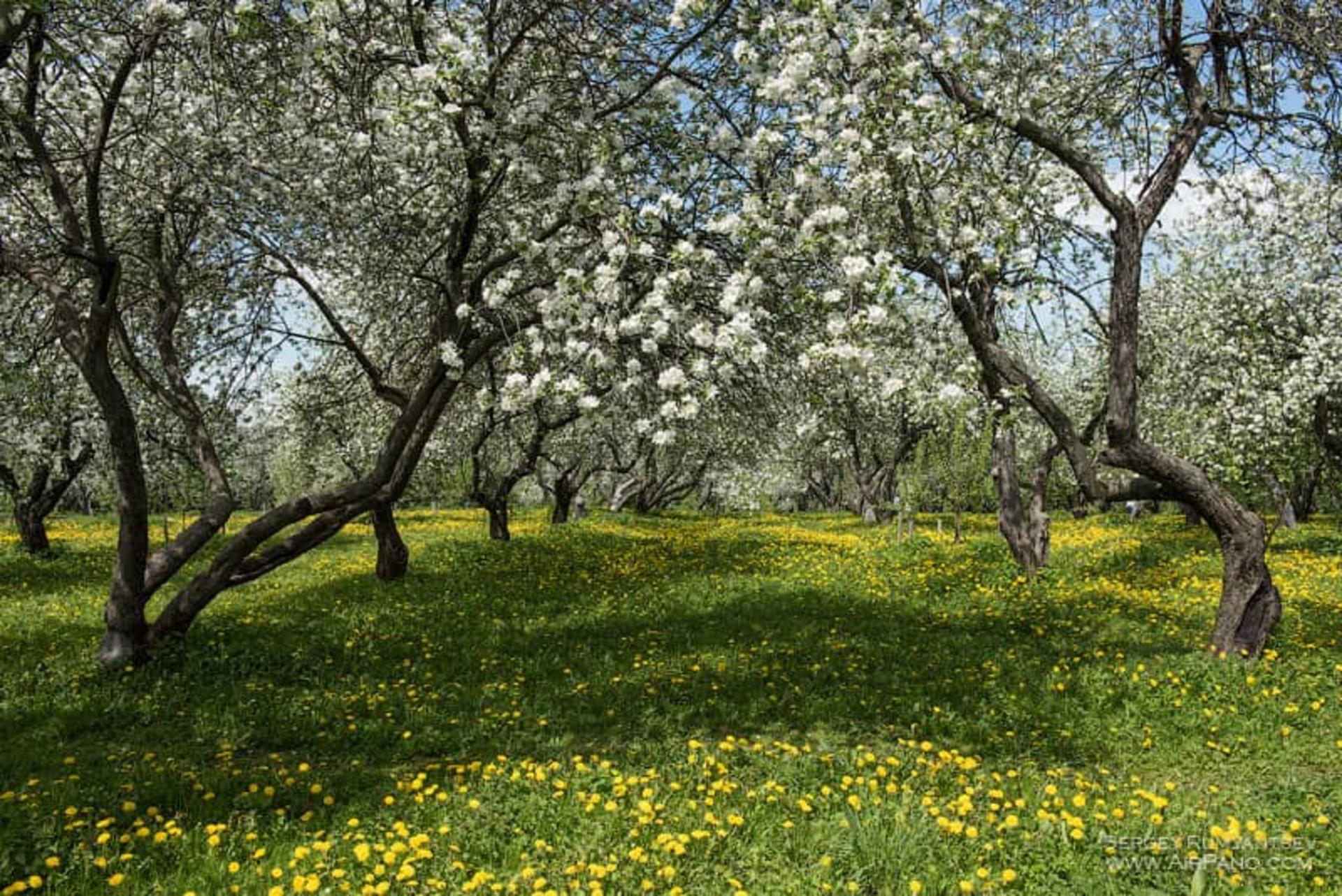 شکوفه های سیب
