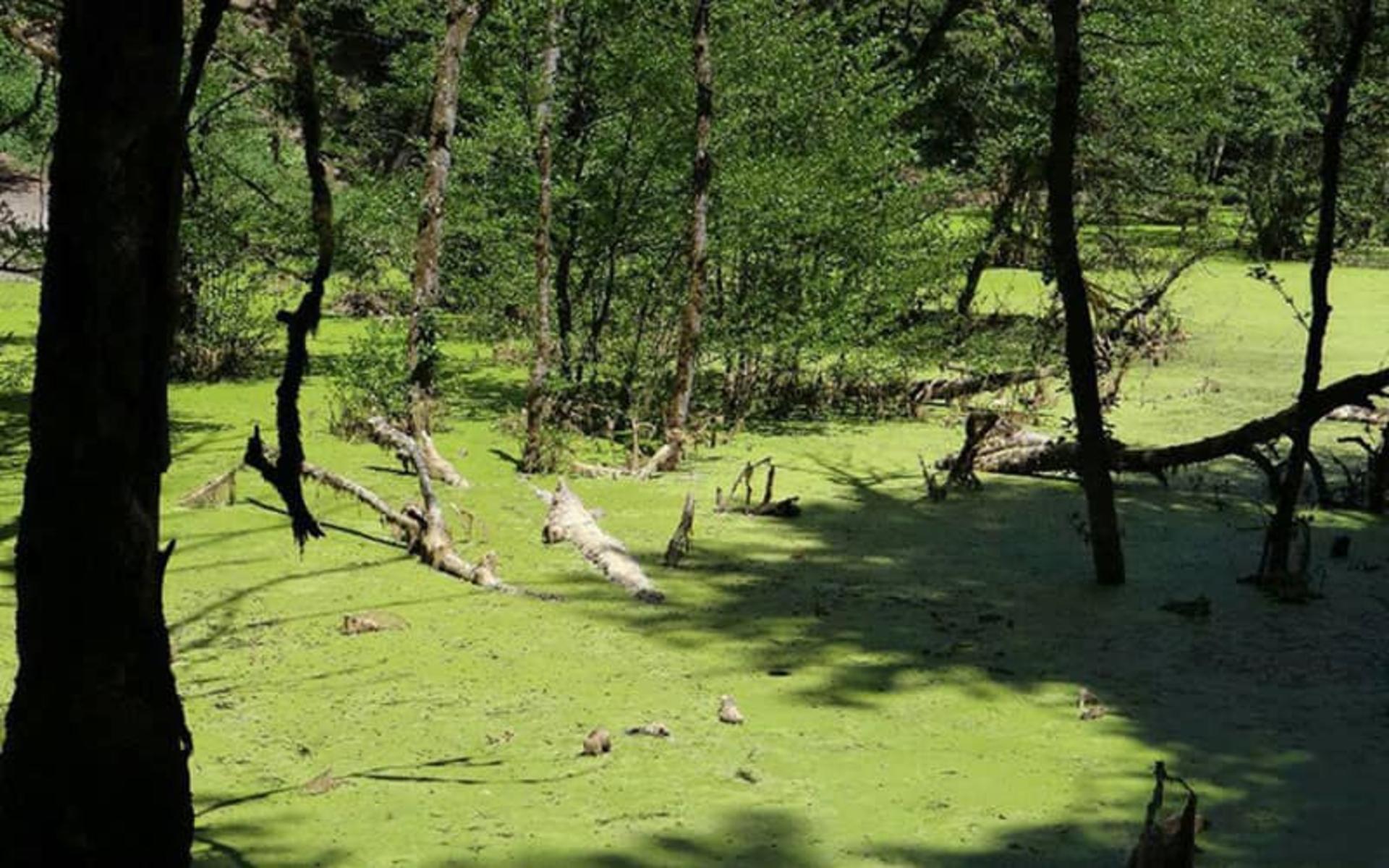 مرداب دریوک