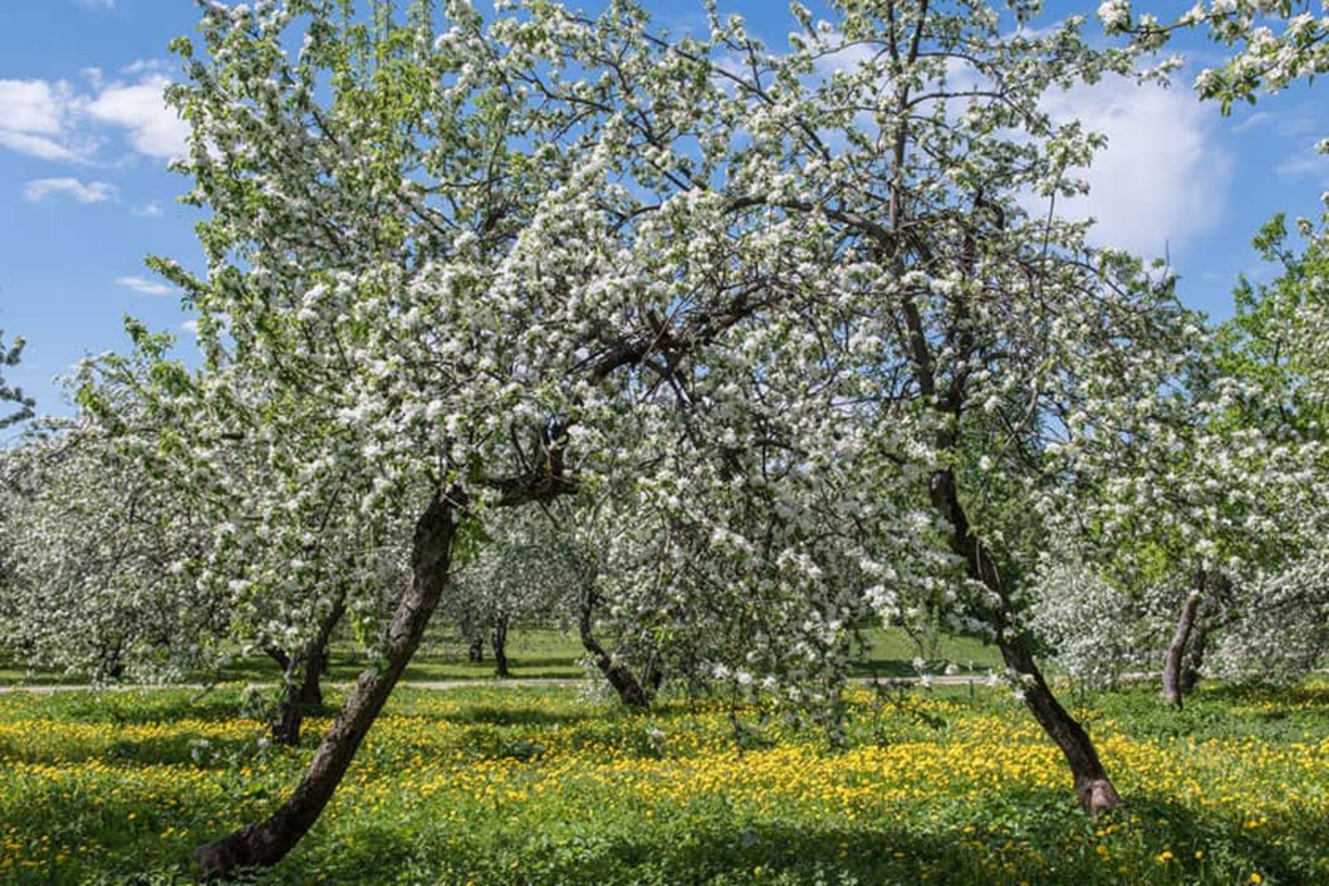 شکوفه های سیب