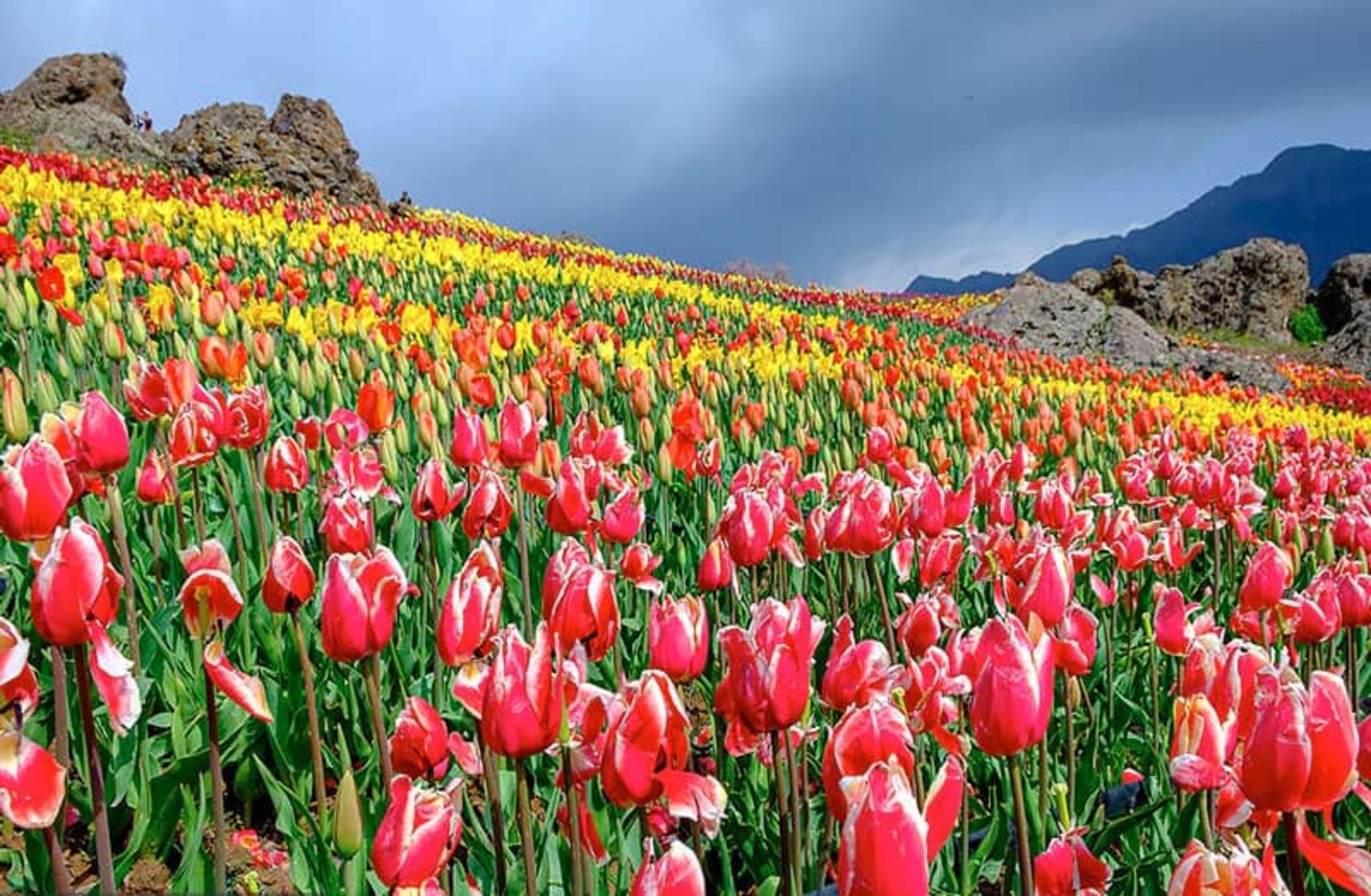دشت زیبای لاله‌ها در روستای کندر