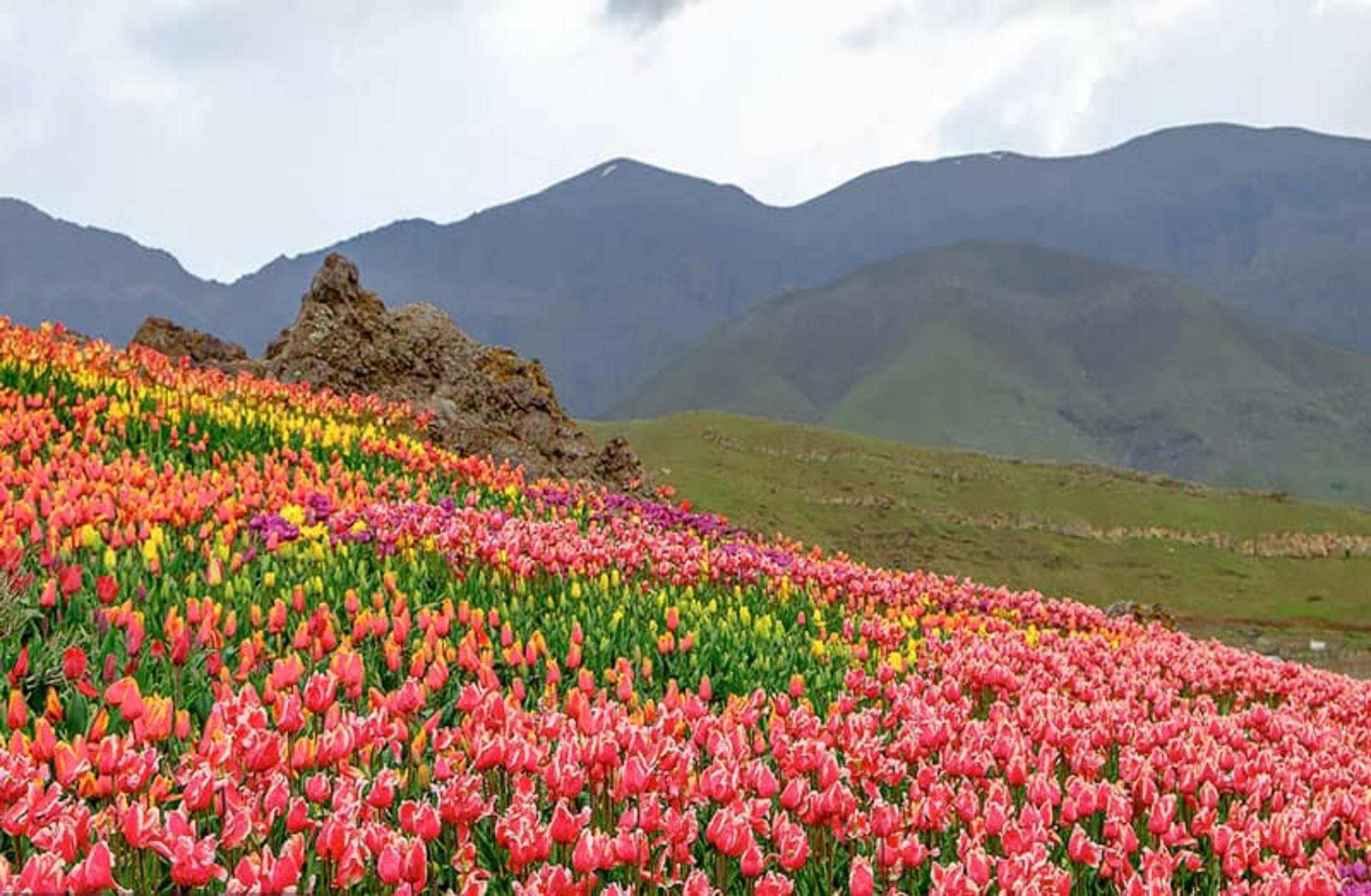 دشت لاله‌های روستای کندر 