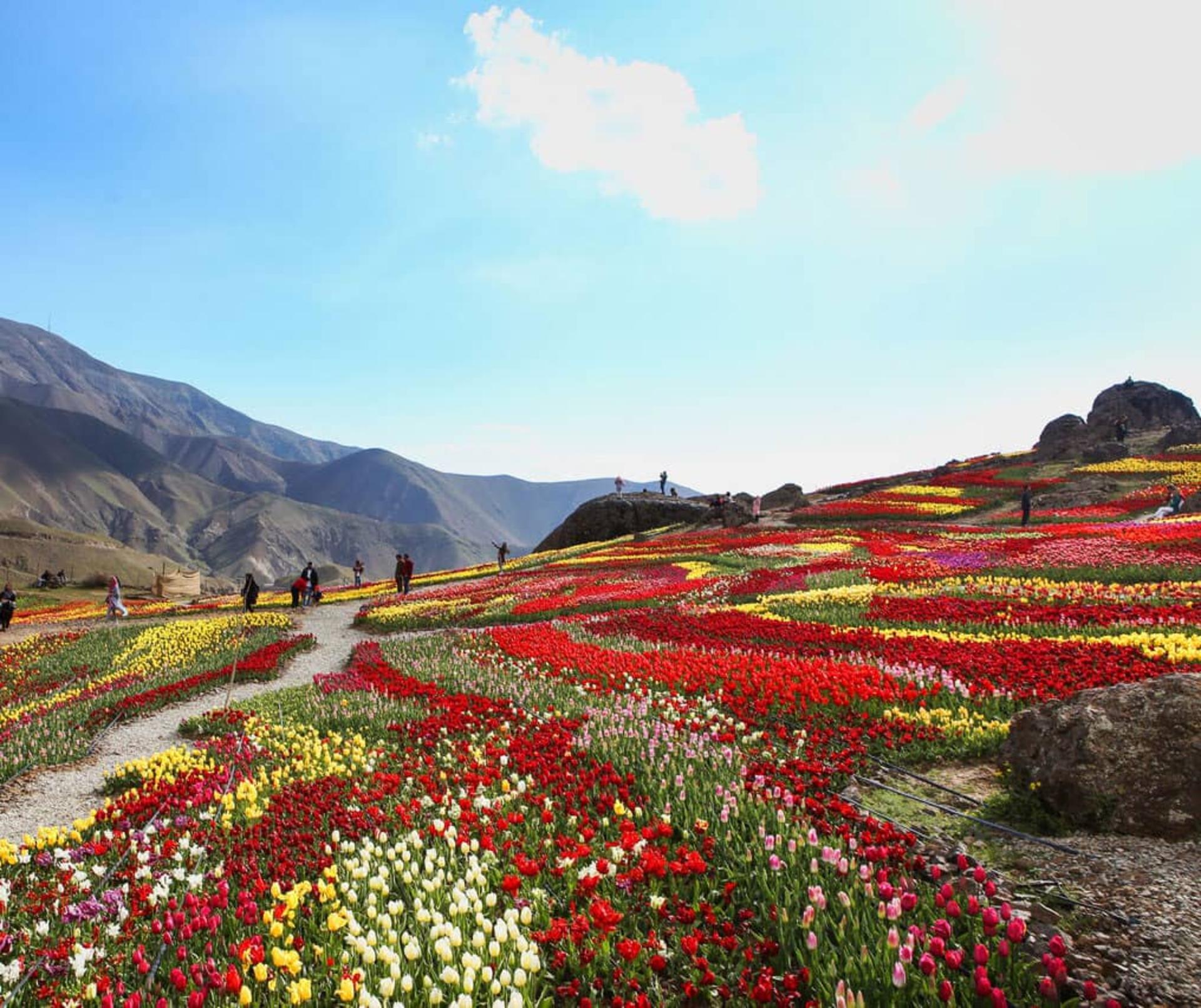 دشت رویایی لاله‌ها در روستای کندر