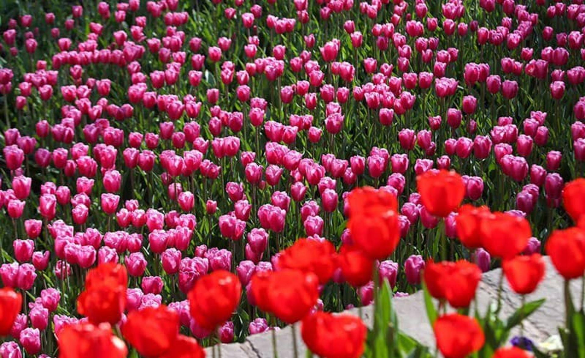 باغ ایرانی 