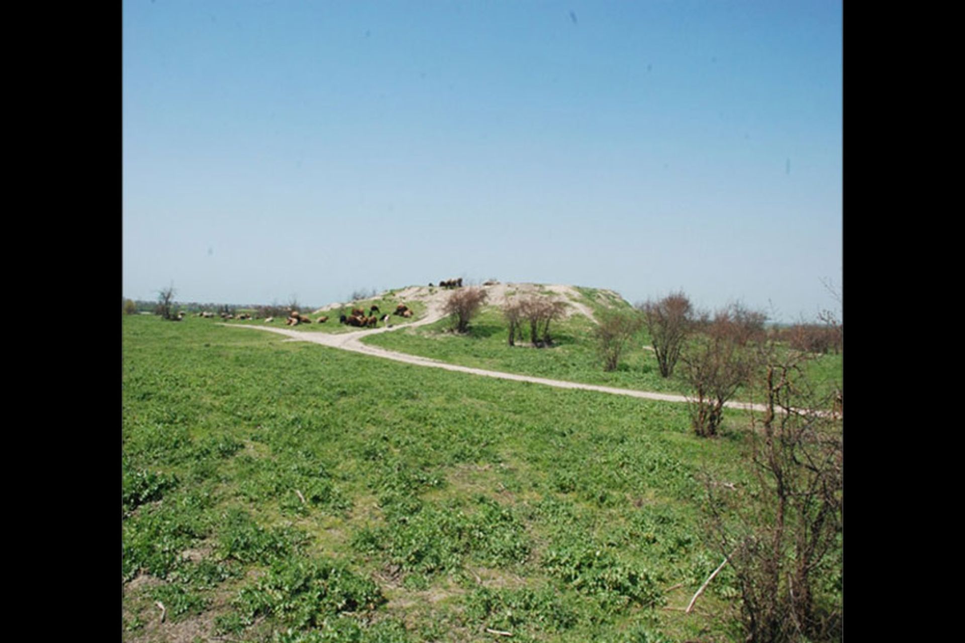 شاه تپه یساقی