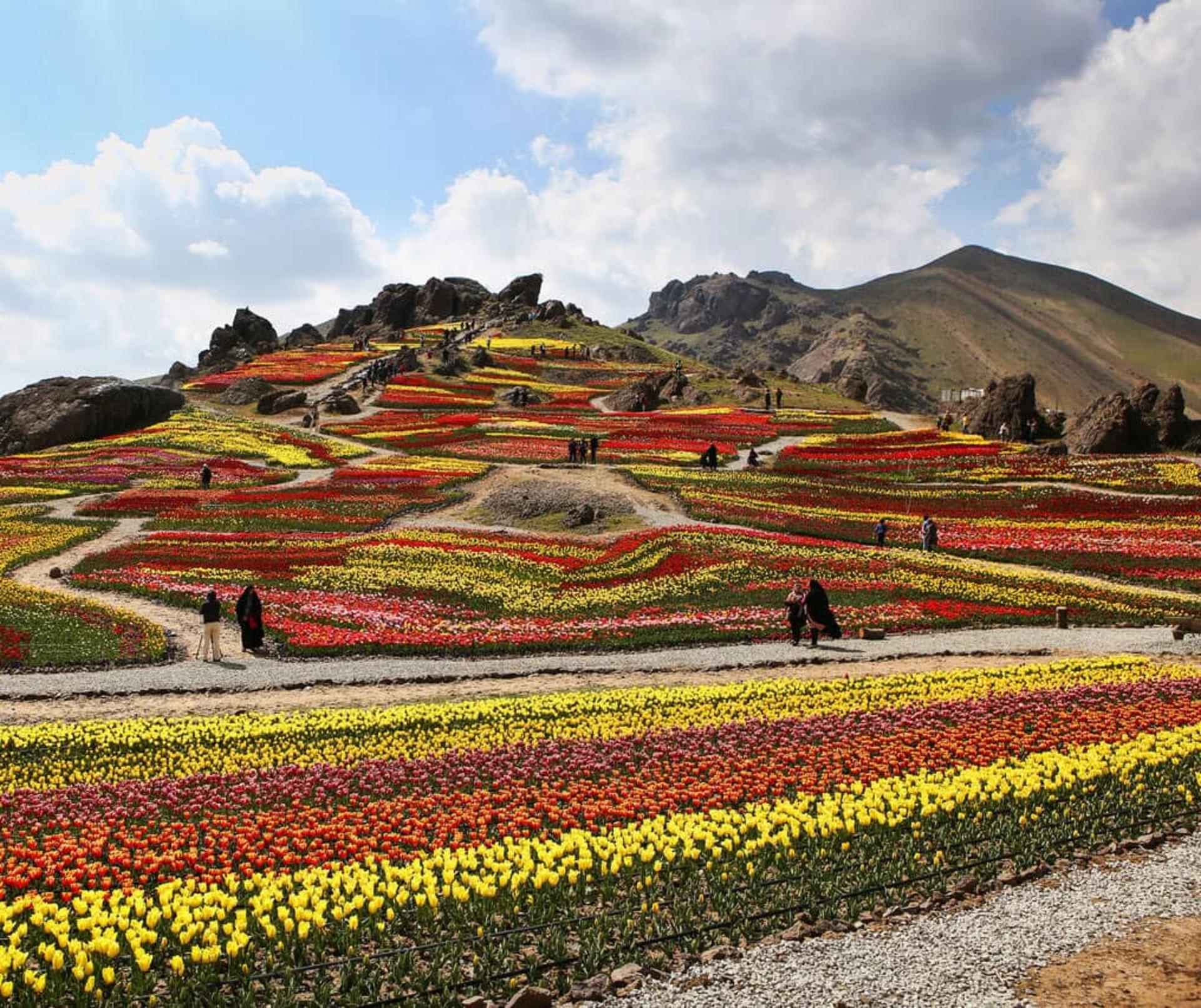 دشت رویایی لاله‌ها در روستای کندر
