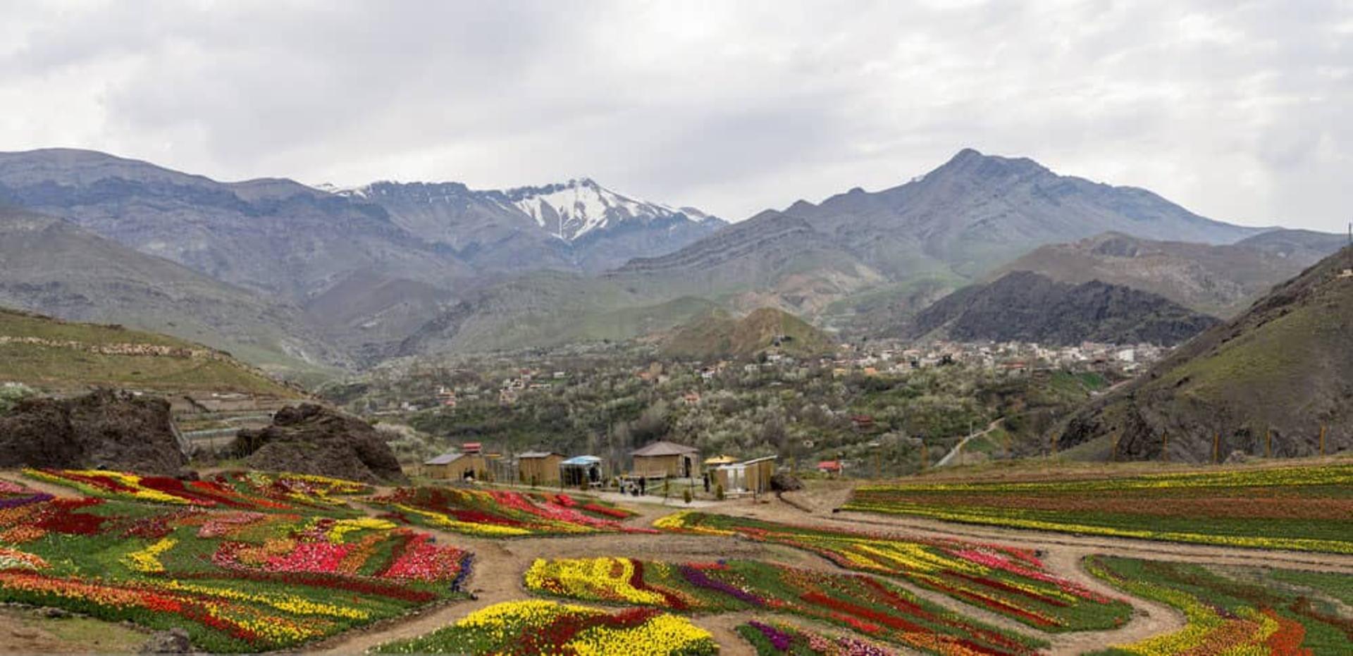 دشت زیبای لاله‌ها در روستای کندر