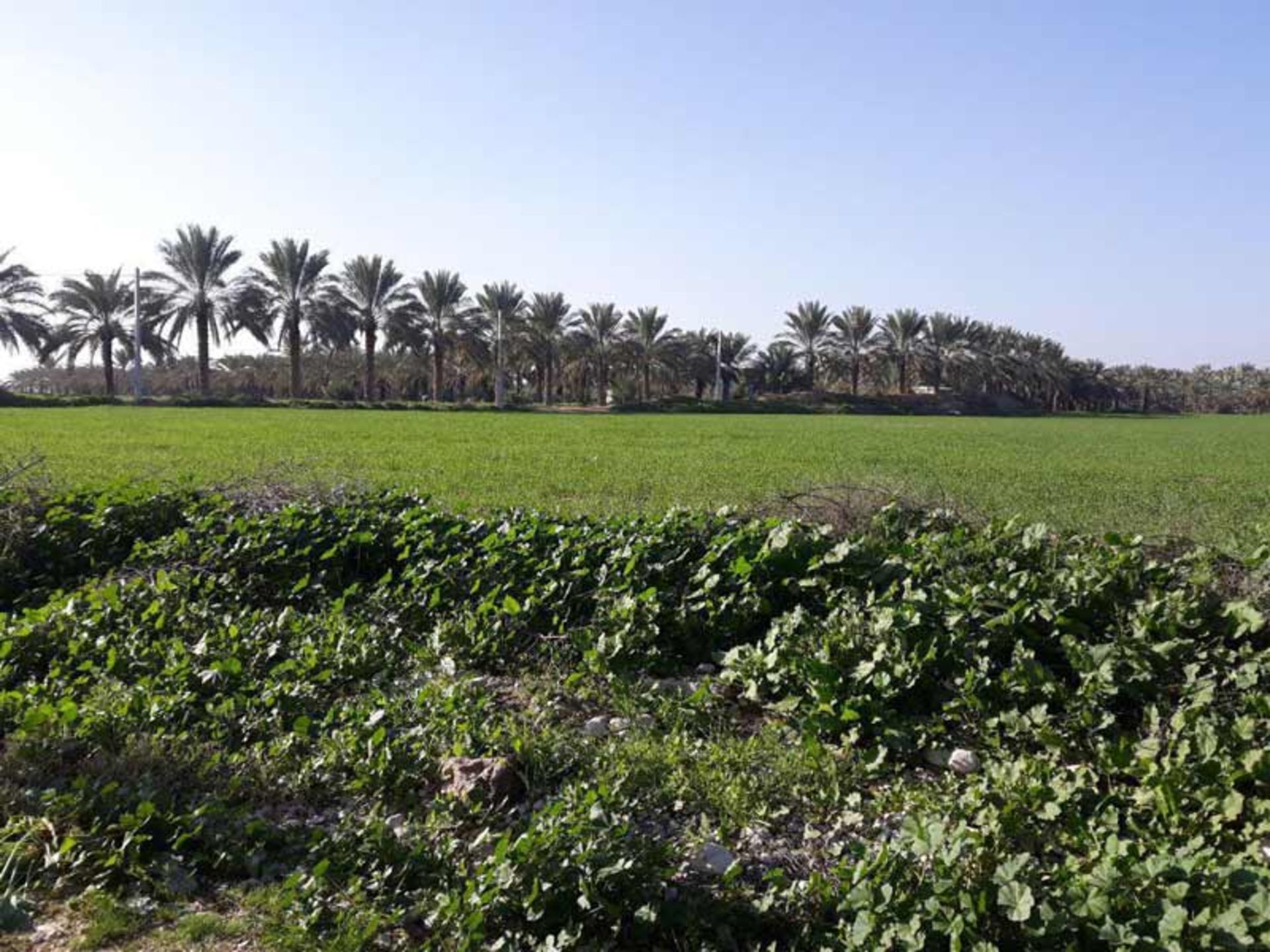 برازجان