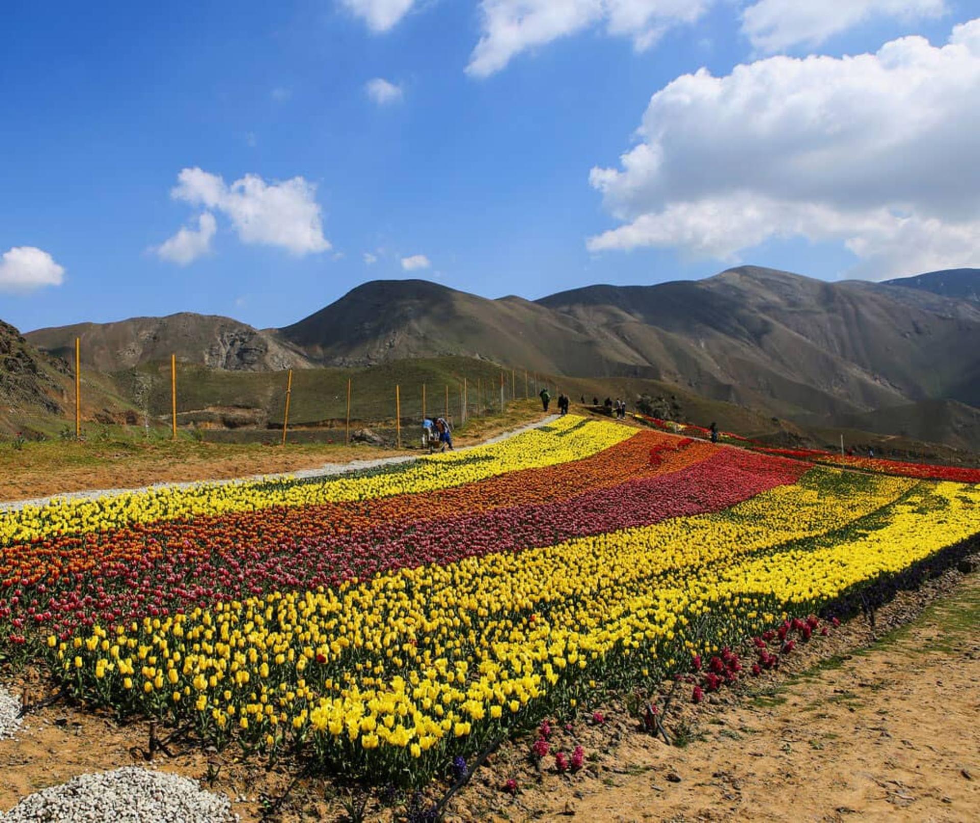 دشت زیبای لاله‌ها در روستای کندر