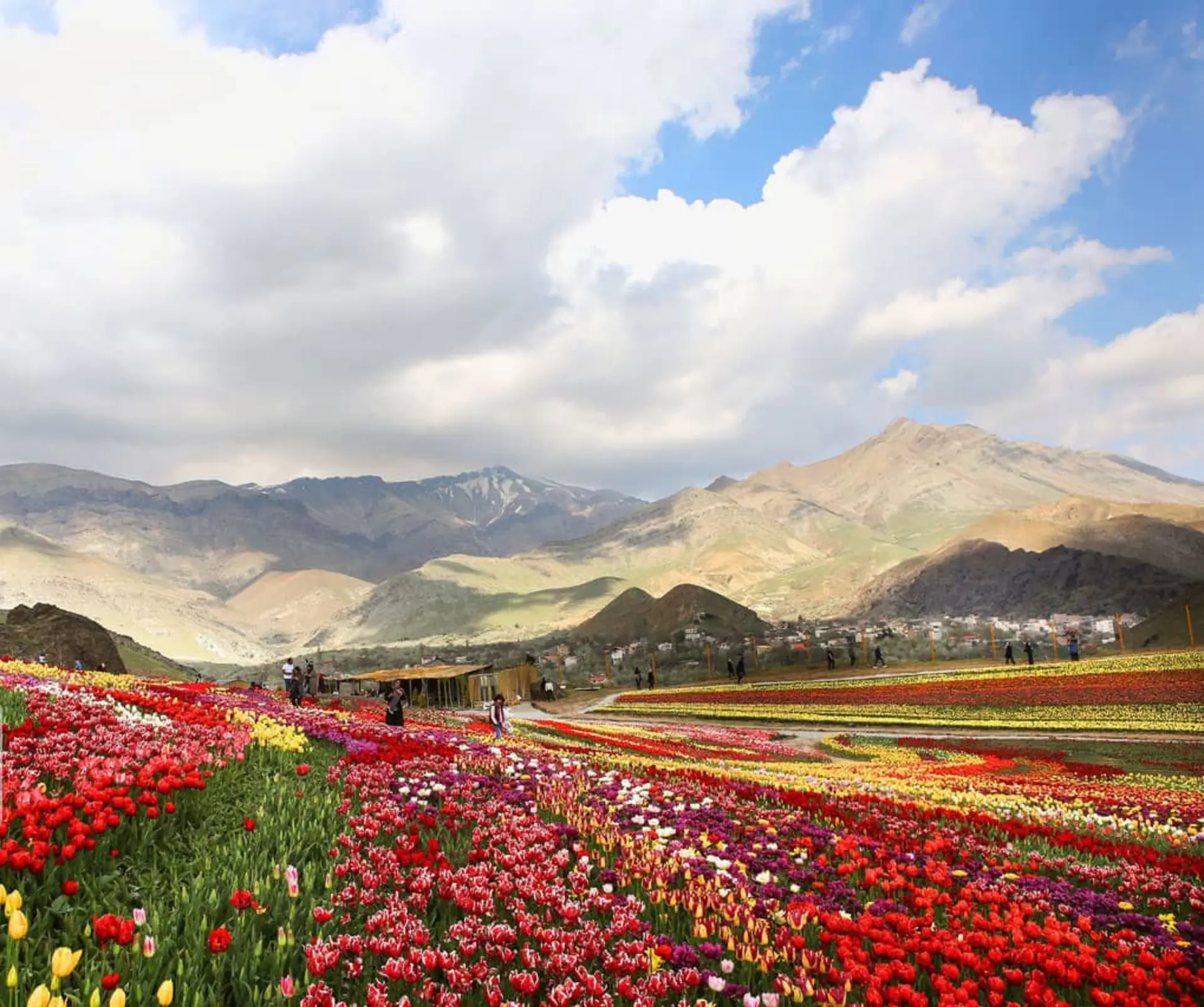 دشت رویایی لاله‌ها در روستای کندر