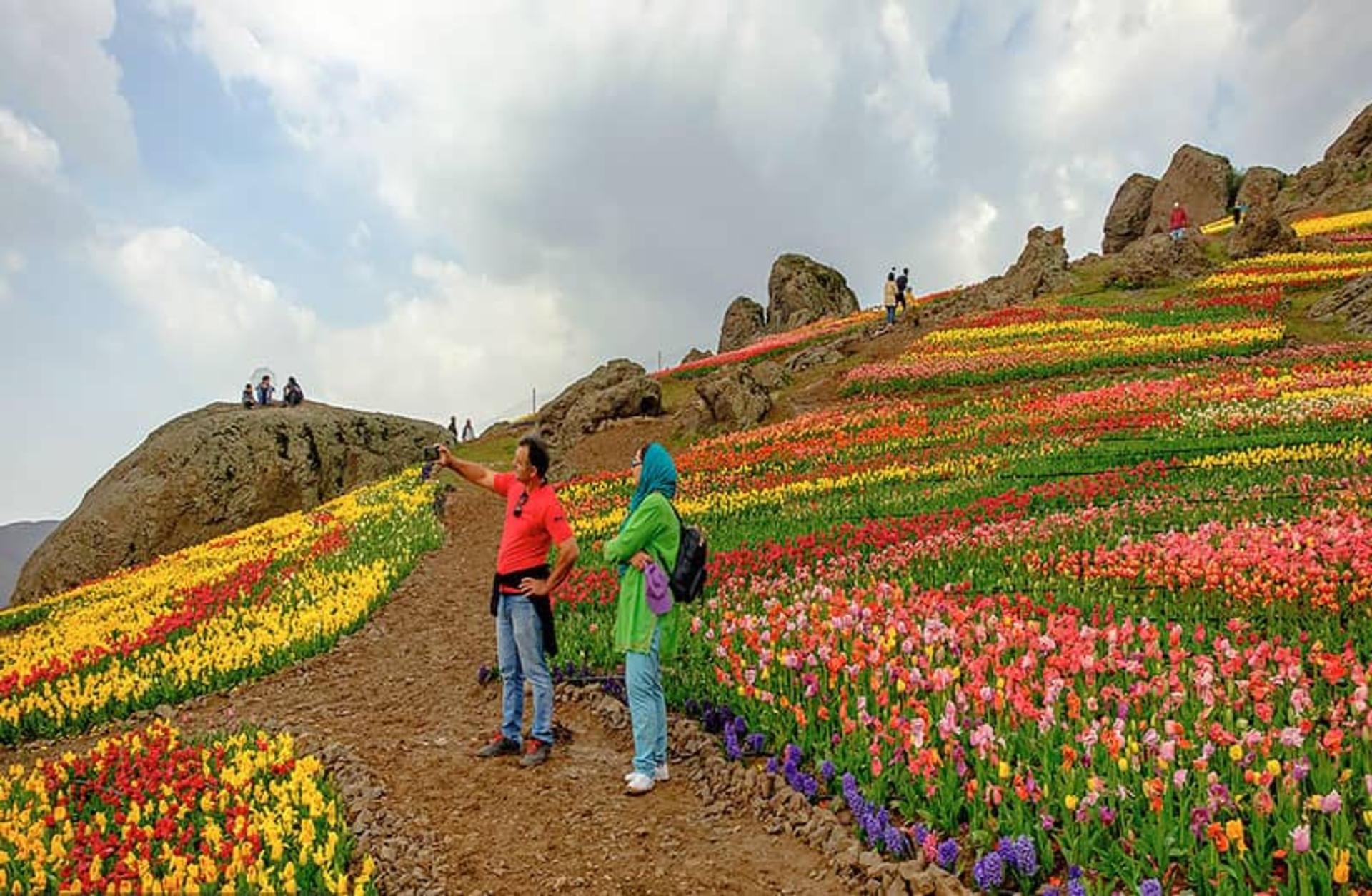 دشت زیبای لاله‌ها در روستای کندر