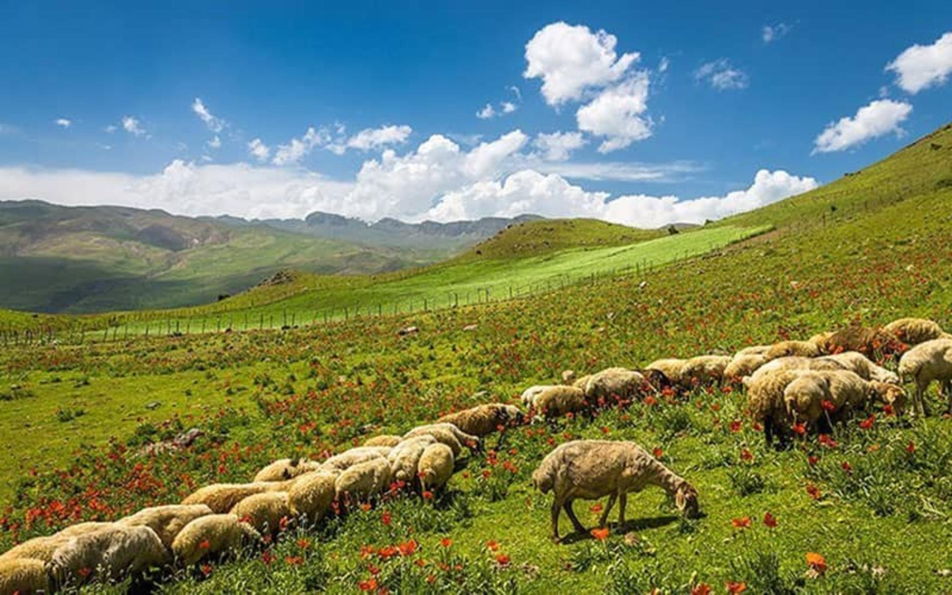 درباره شکردشت تالش