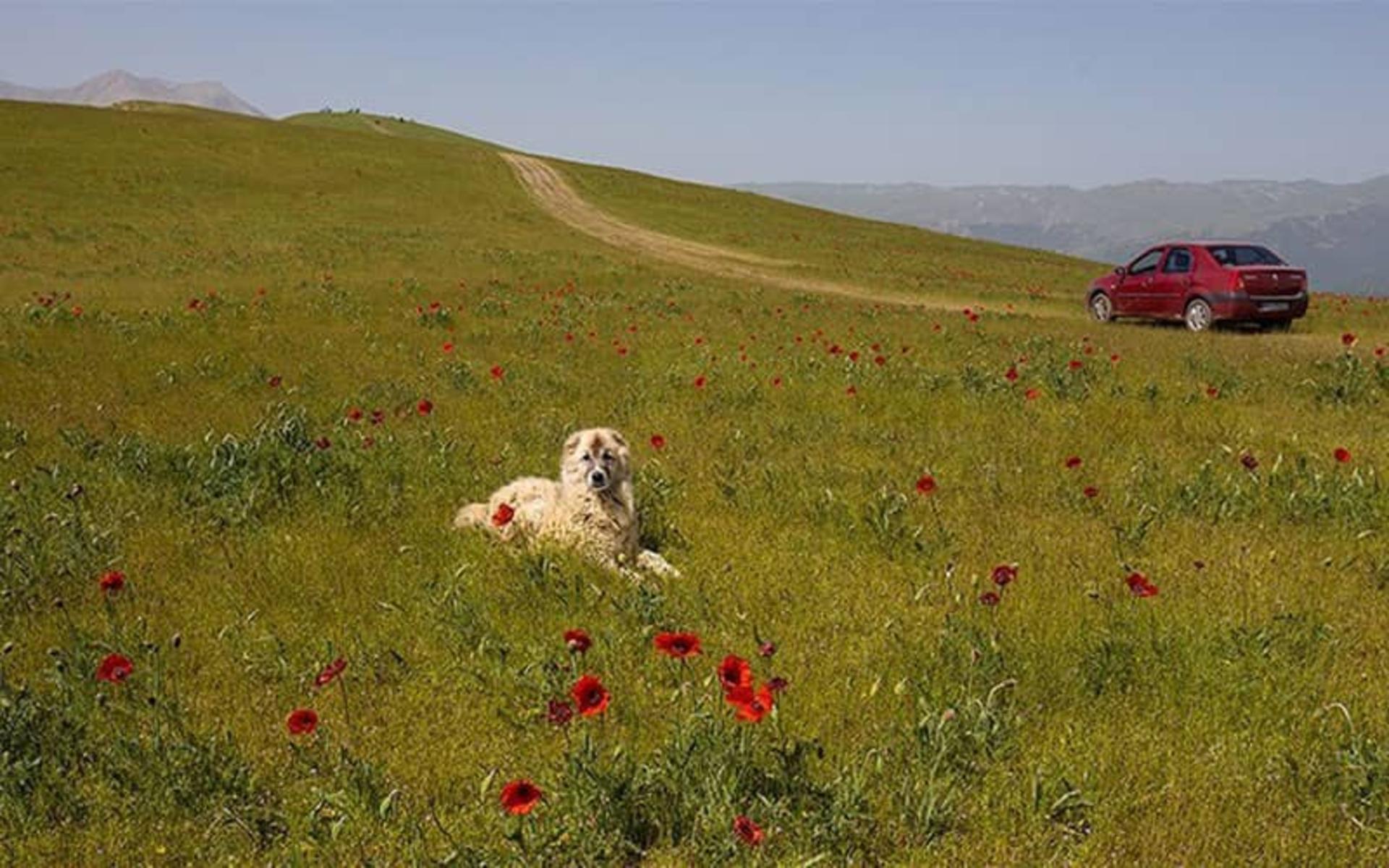 درباره شکردشت تالش