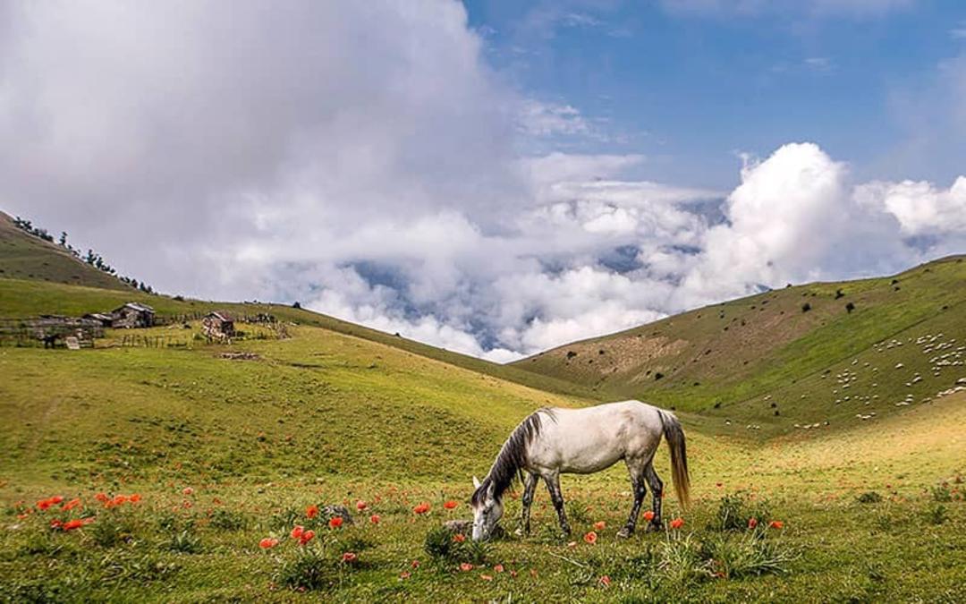 اسب وحشی در دامنه های سرسبز ییلاق سوباتان
