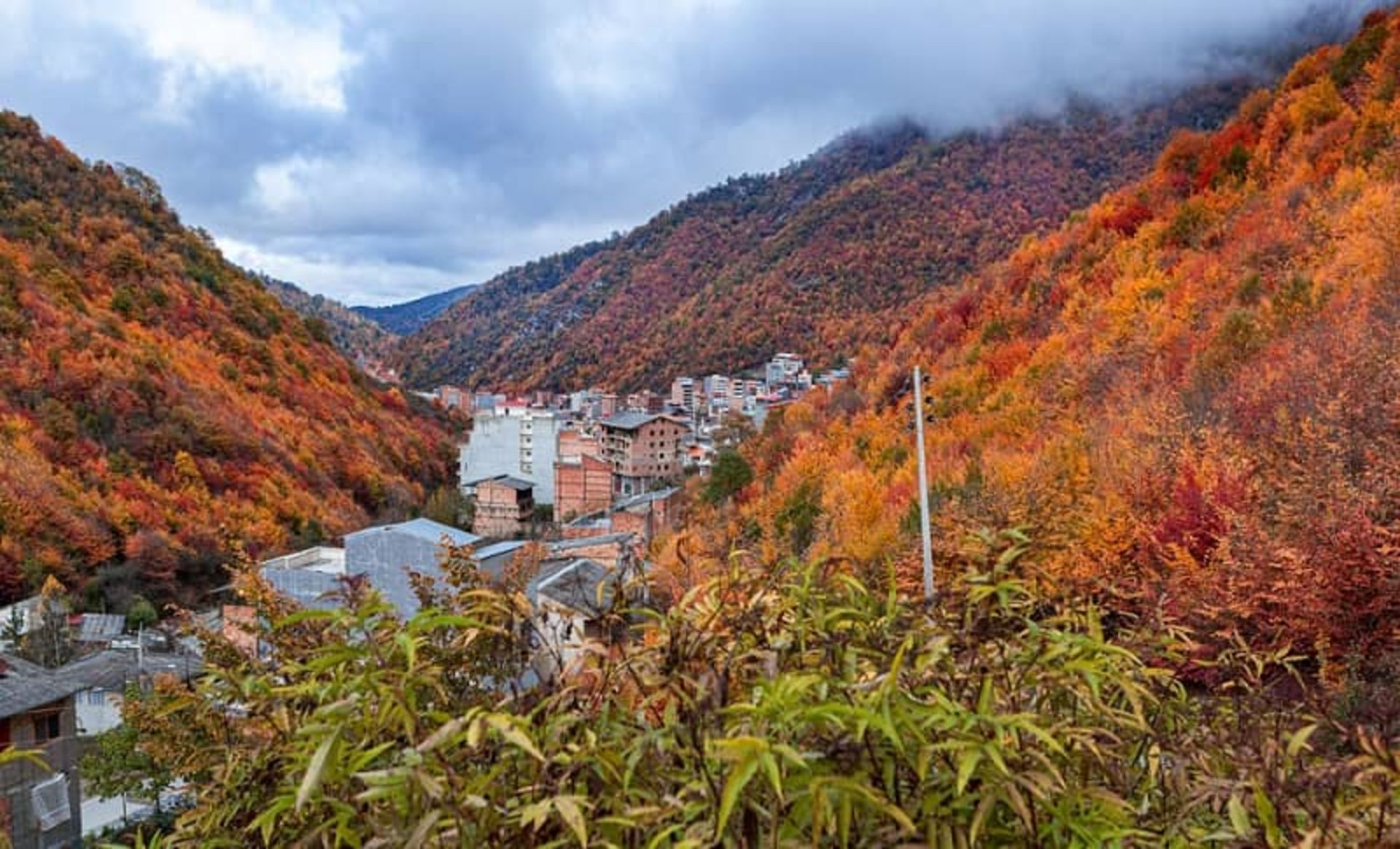 جنگل گلستان
