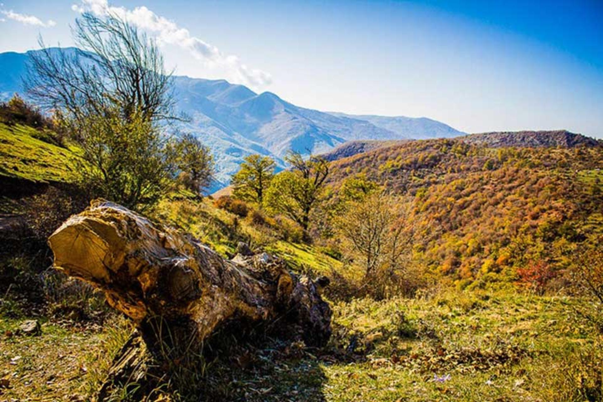 جنگل طبیعی تنباکولو
