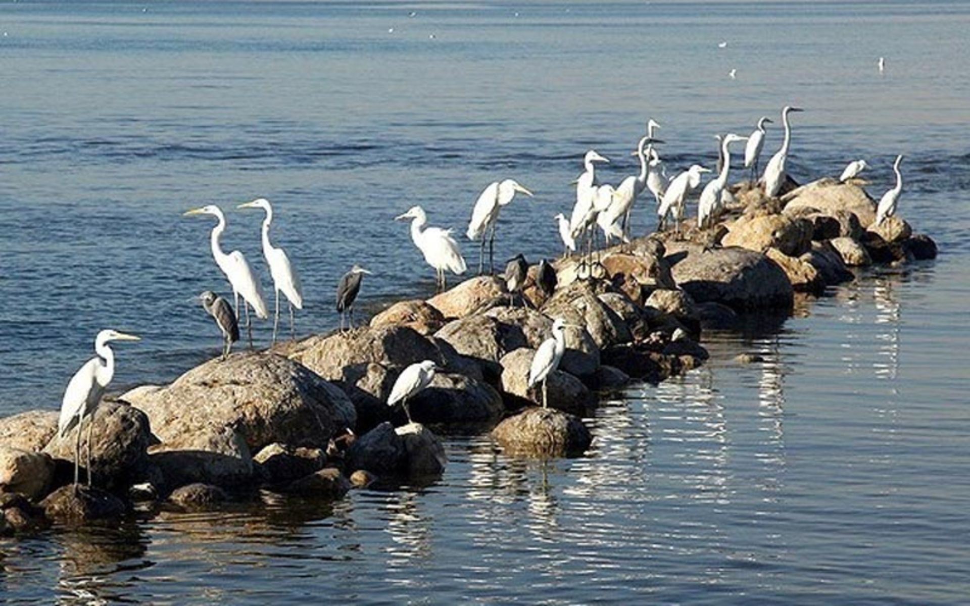 پرندگان مهاجر بندر خمیر