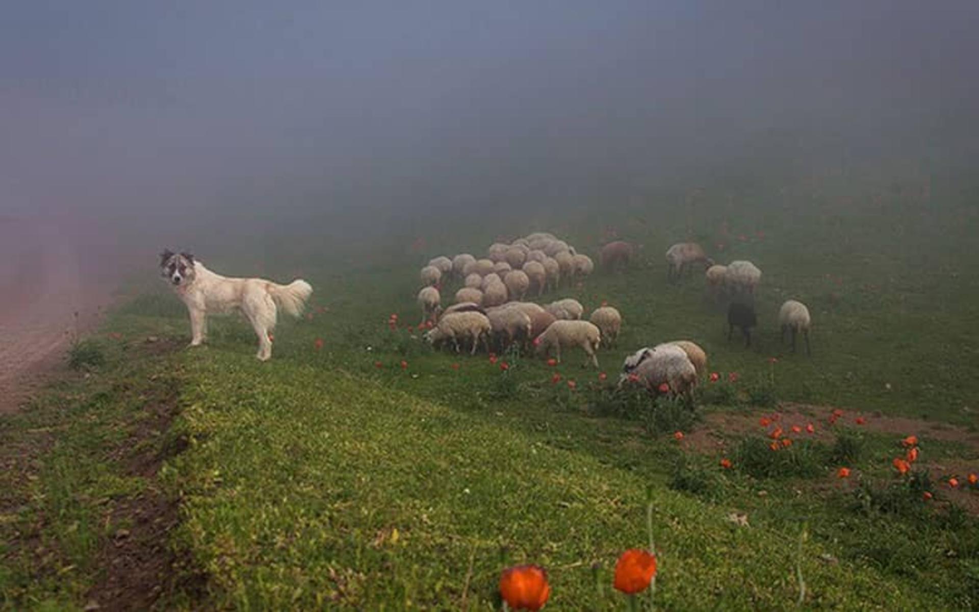 درباره شکردشت تالش