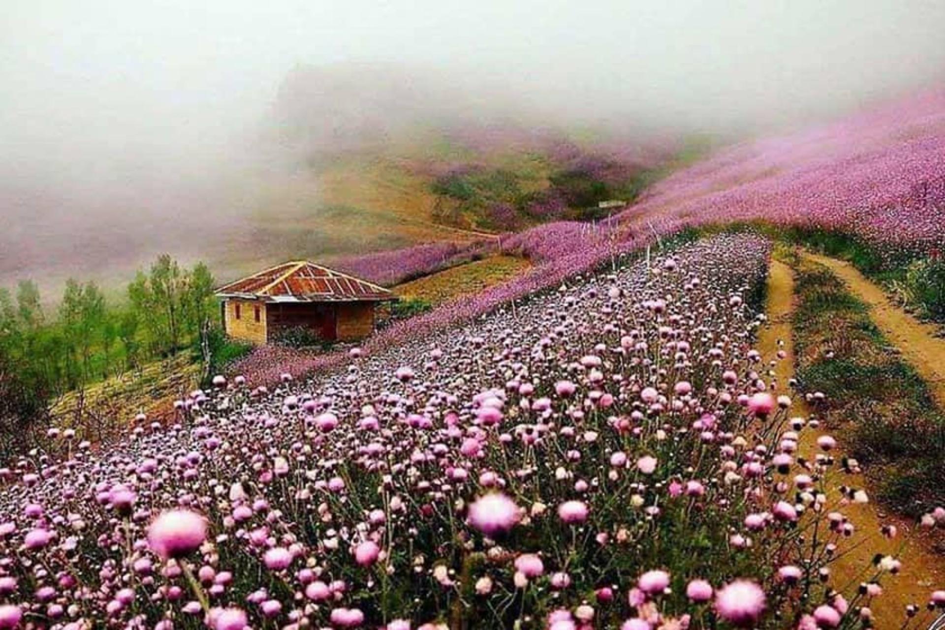 گل‌ های بنفش در ییلاقات گیلان؛ منبع عکس: خبرگزاری پانا؛ عکاس: نامشخص