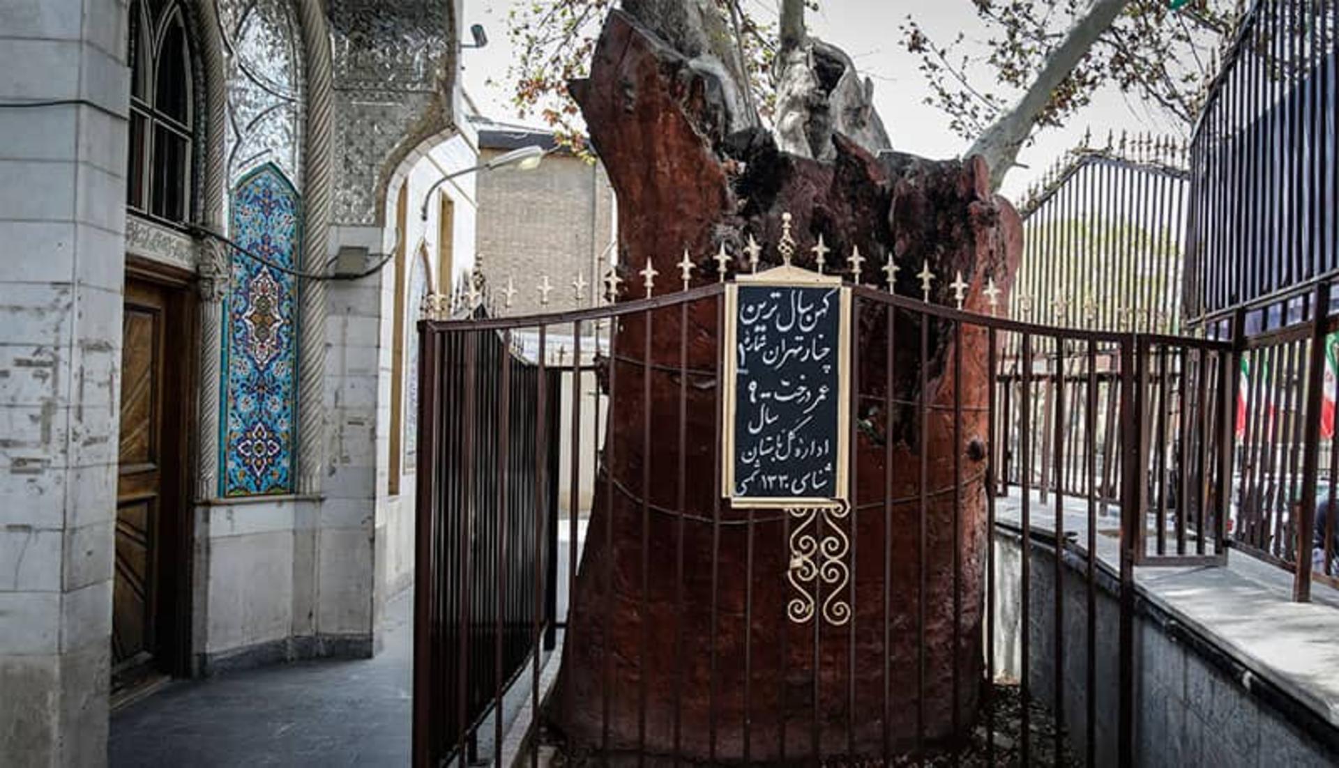 امام زاده یحیی محله عودلاجان تهران و چنار قدیمی تهران