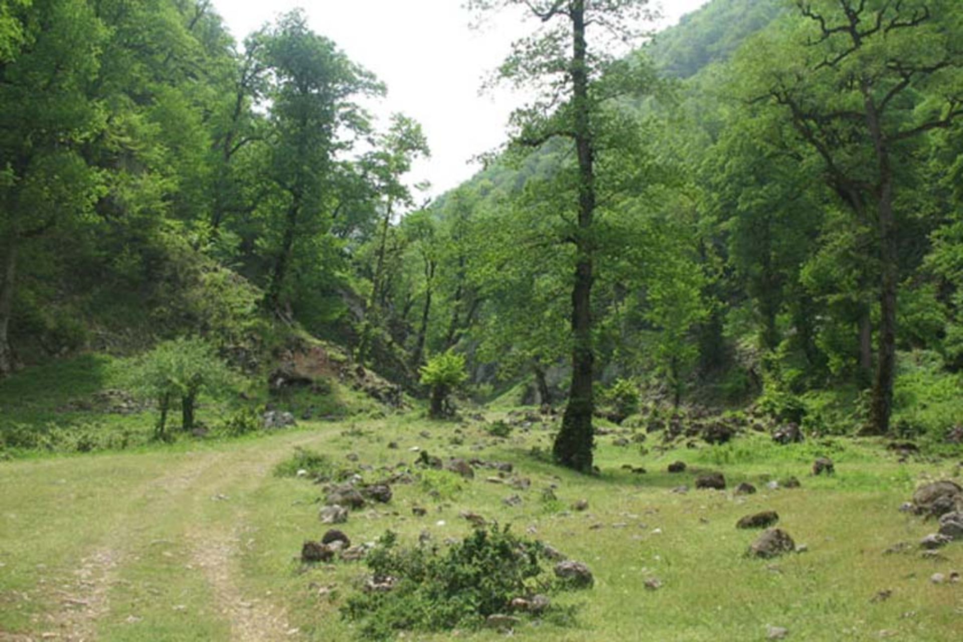 روستای چناربن زارم