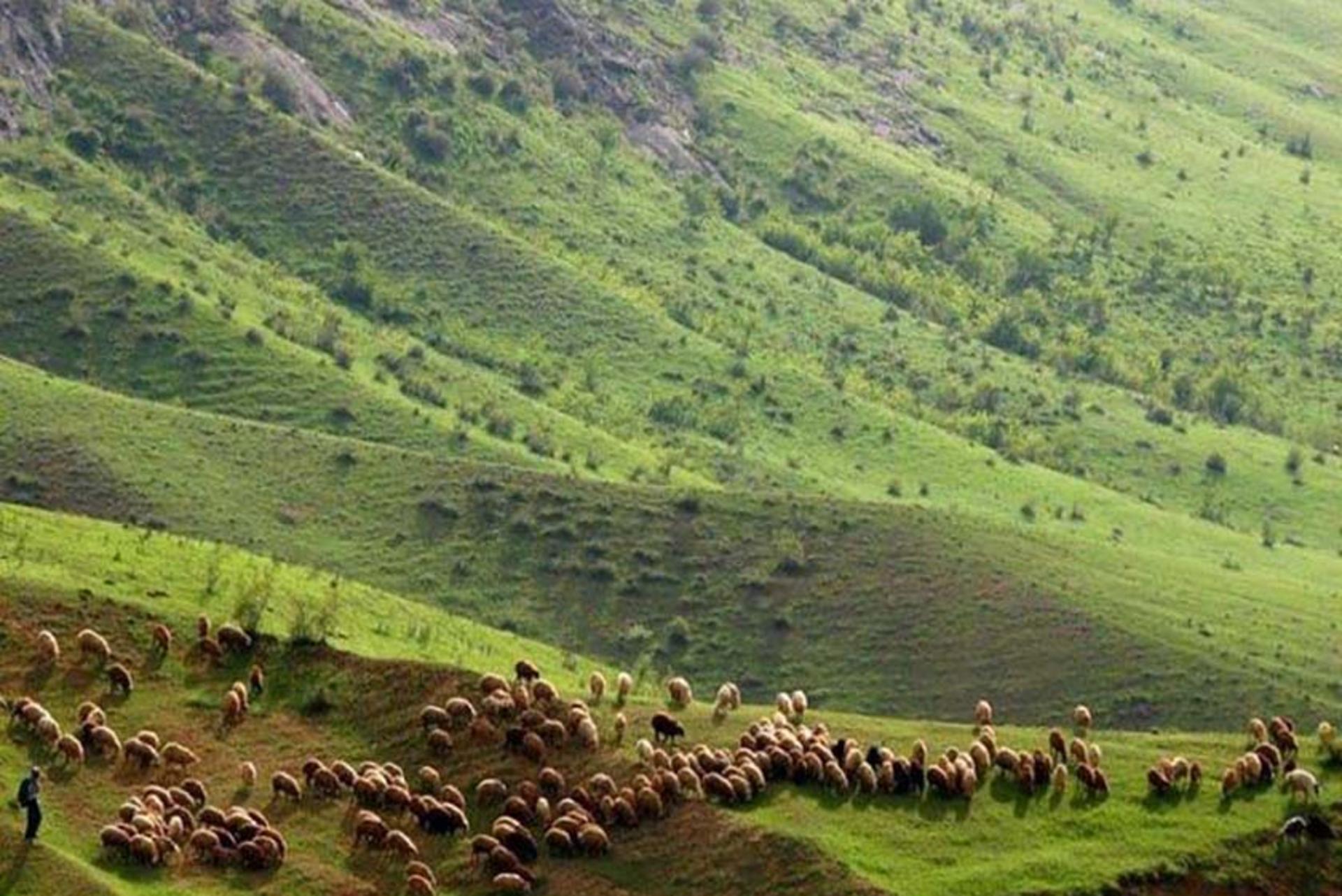 جنگل طبیعی تنباکولو