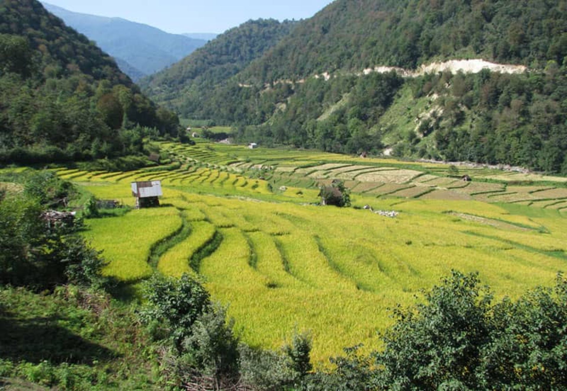 شالیزار پلکانی فیروزجاه
