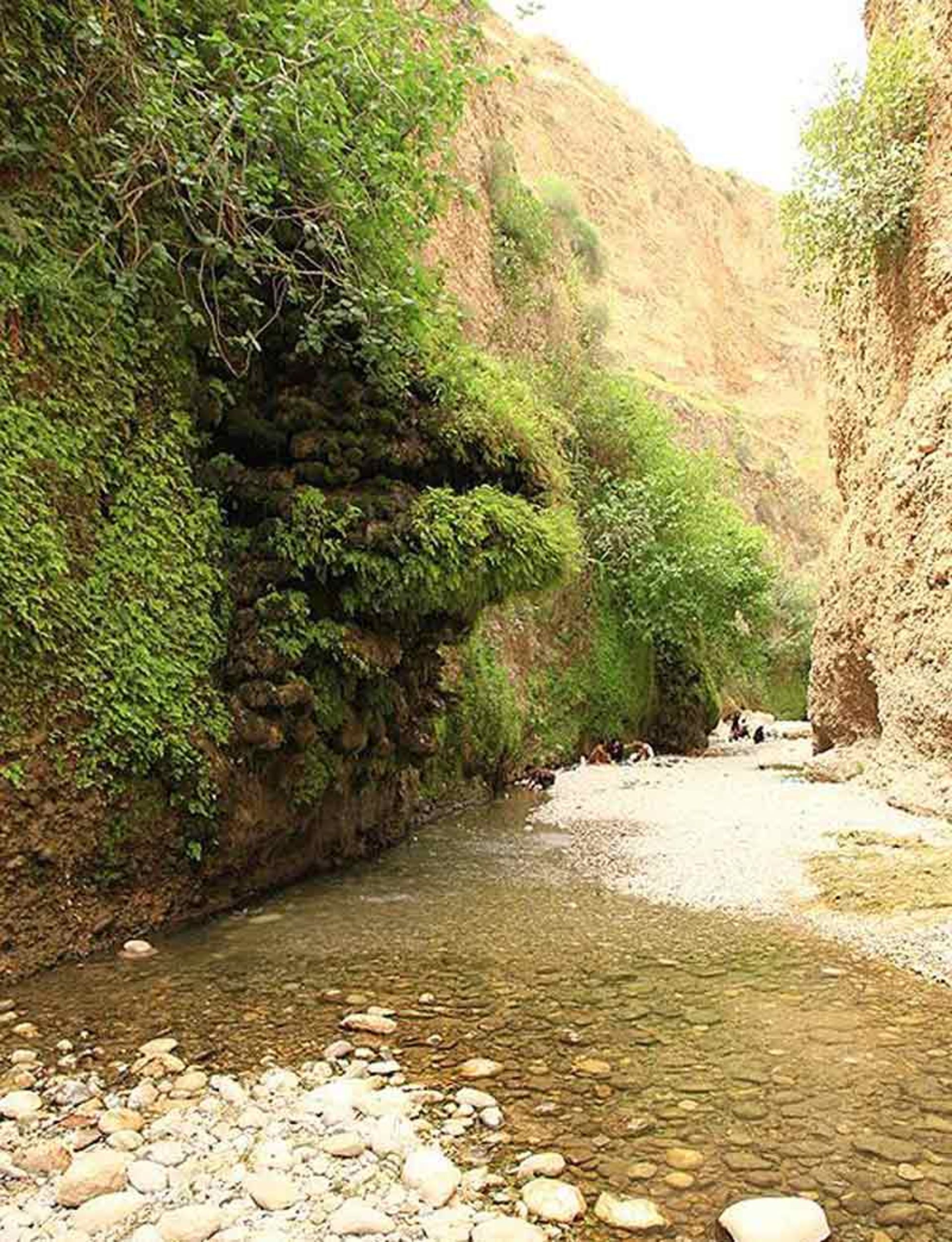گیاهان دره انار