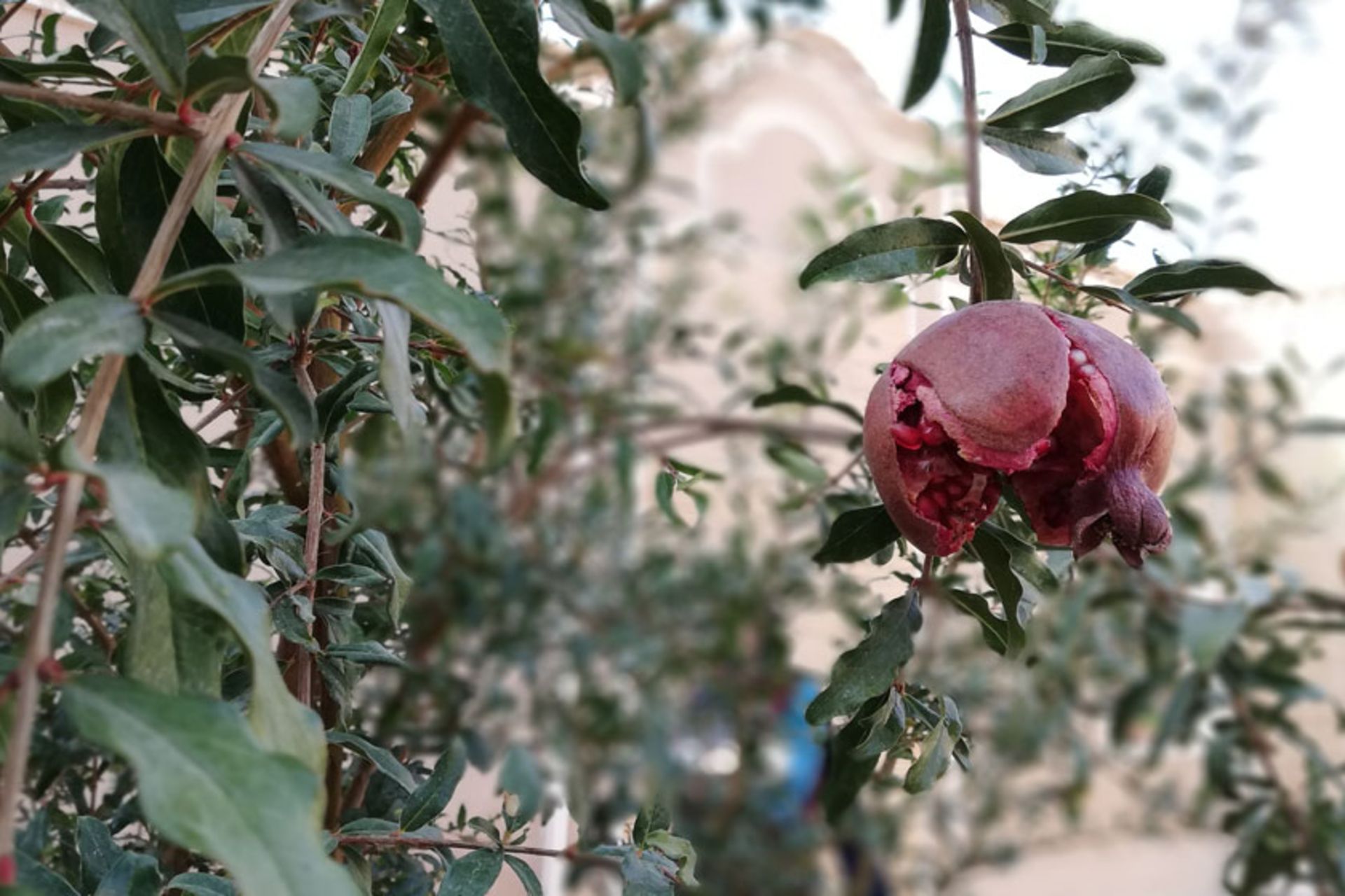 اقامتگاه بومگردی عارف و ماهرخ