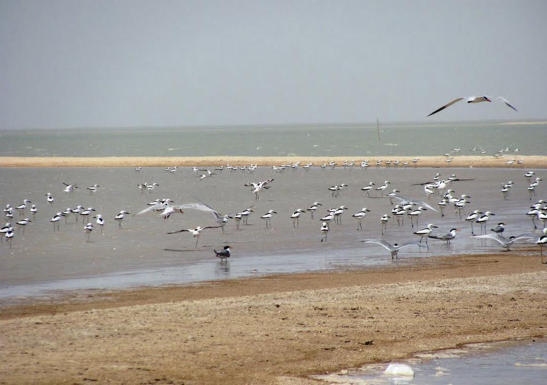 جزیره دارا