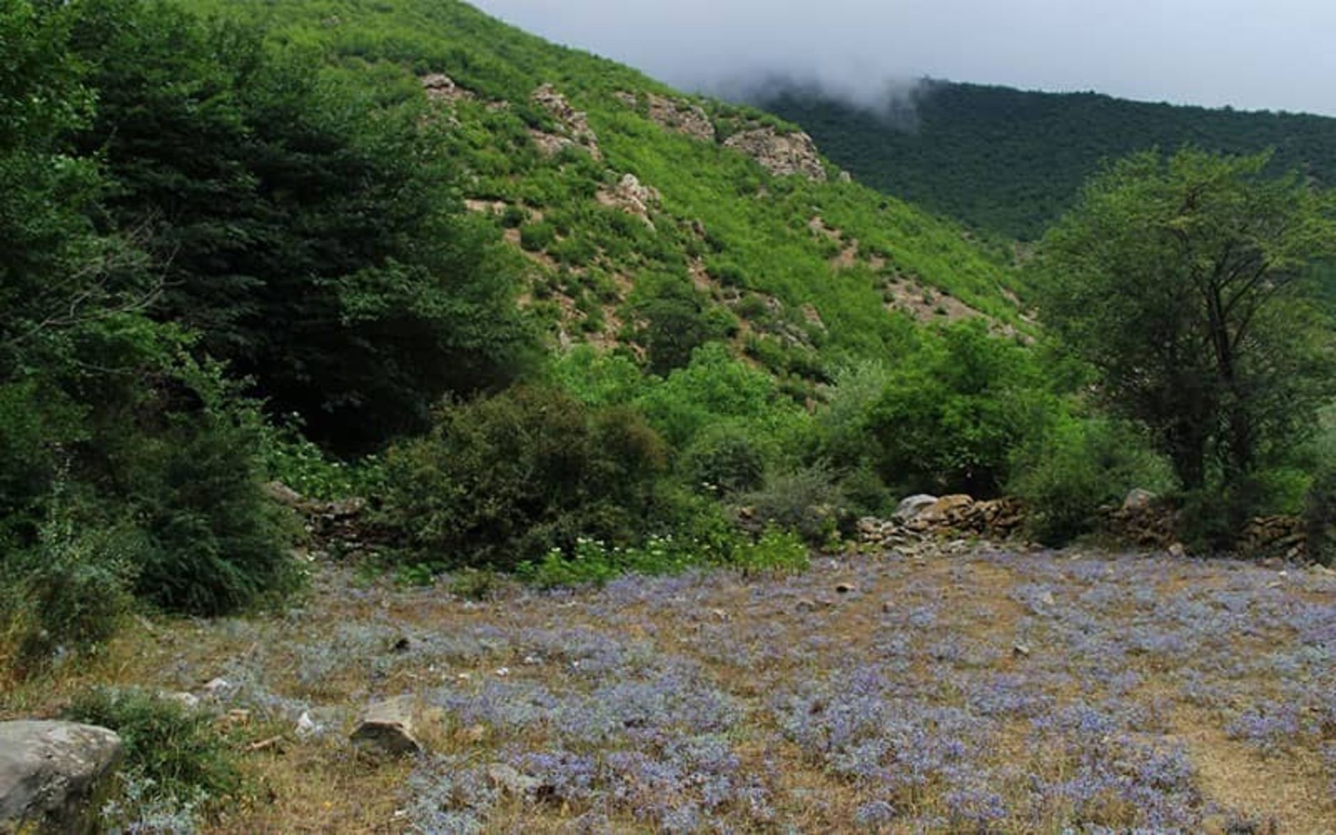 جنگل رودبارک سمنان