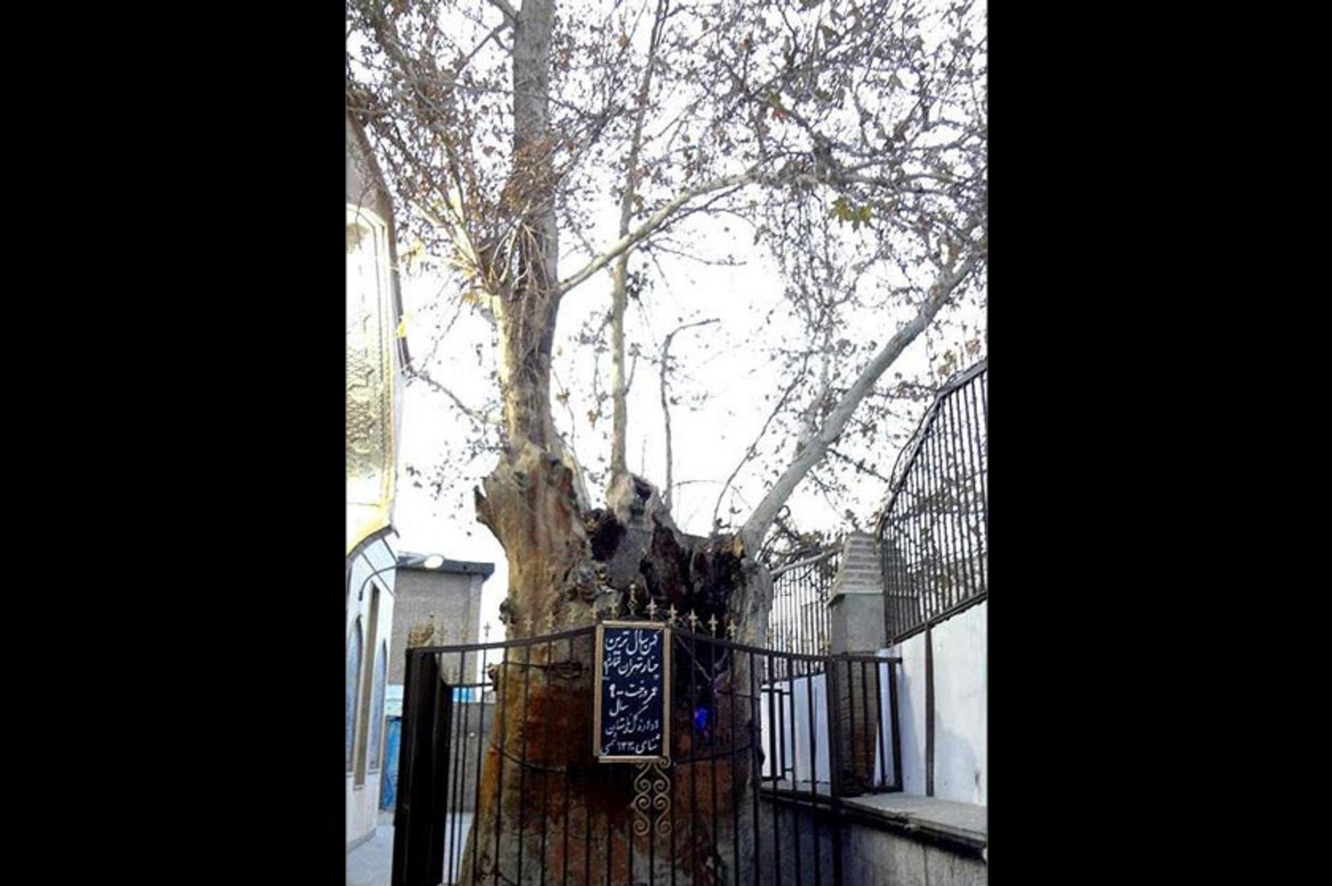 امامزاده یحیی