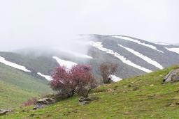 کوه سلطان یعقوب