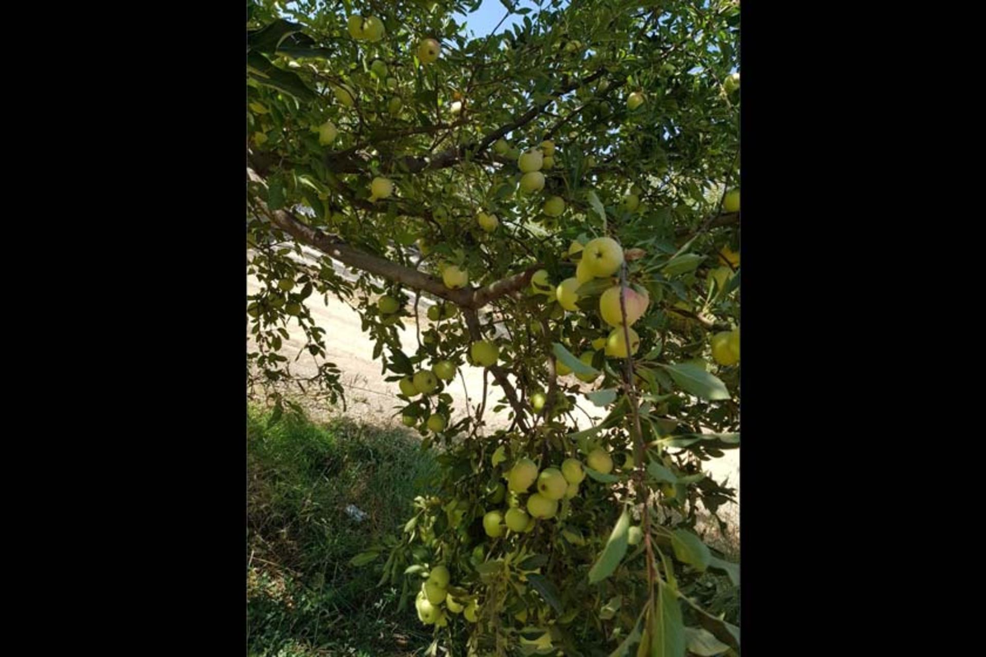 باغ امیر آباد