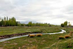 اهر چای