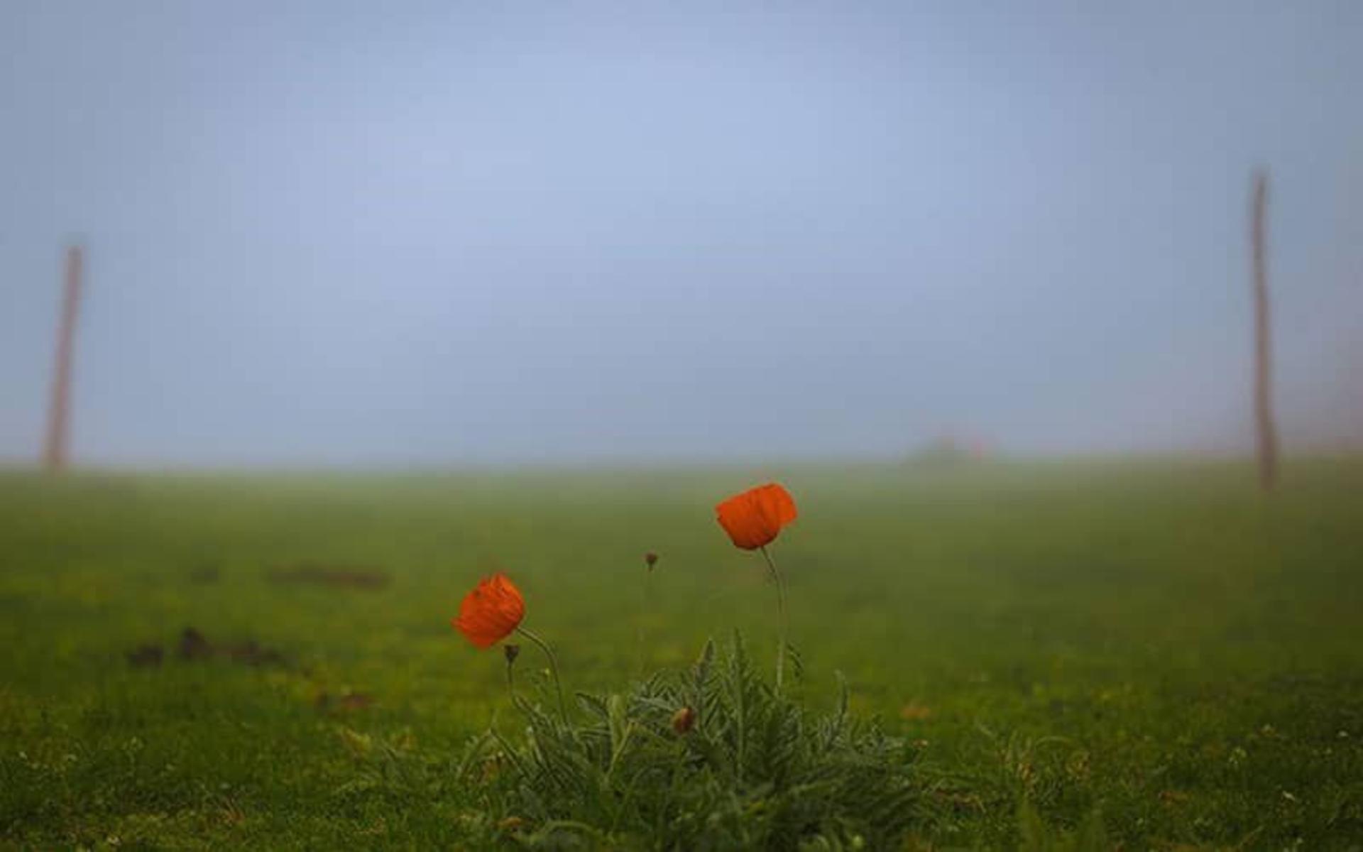 عکس شکردشت تالش