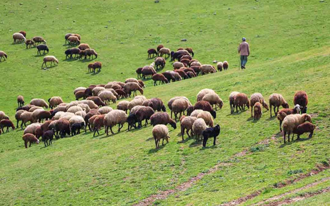 مرتع داری برای جذب گردشگر روستایی