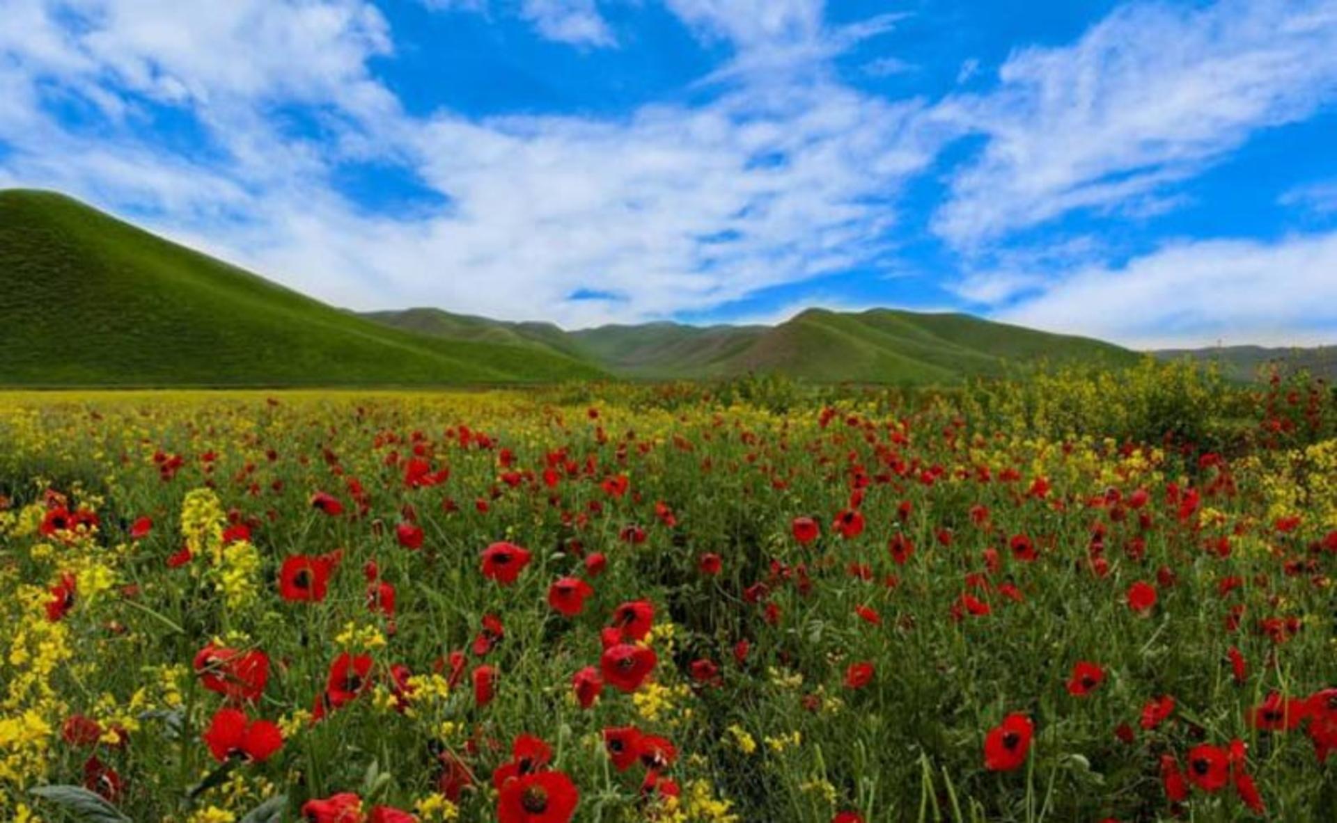 دشت شقایق ترکمن صحرا